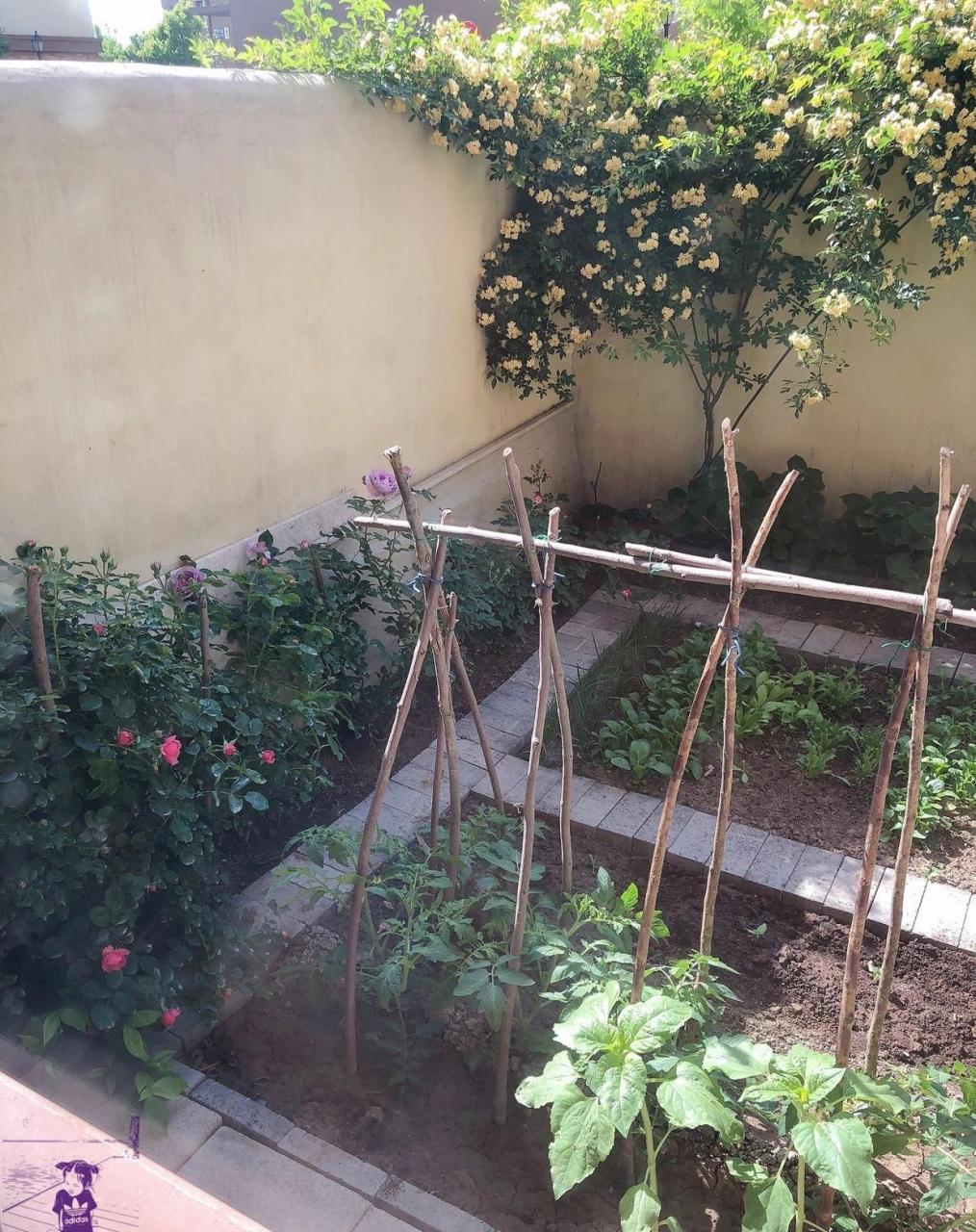 20平米的小院 虽然小一样可以美美哒,有花有菜不要太美好[照相机].