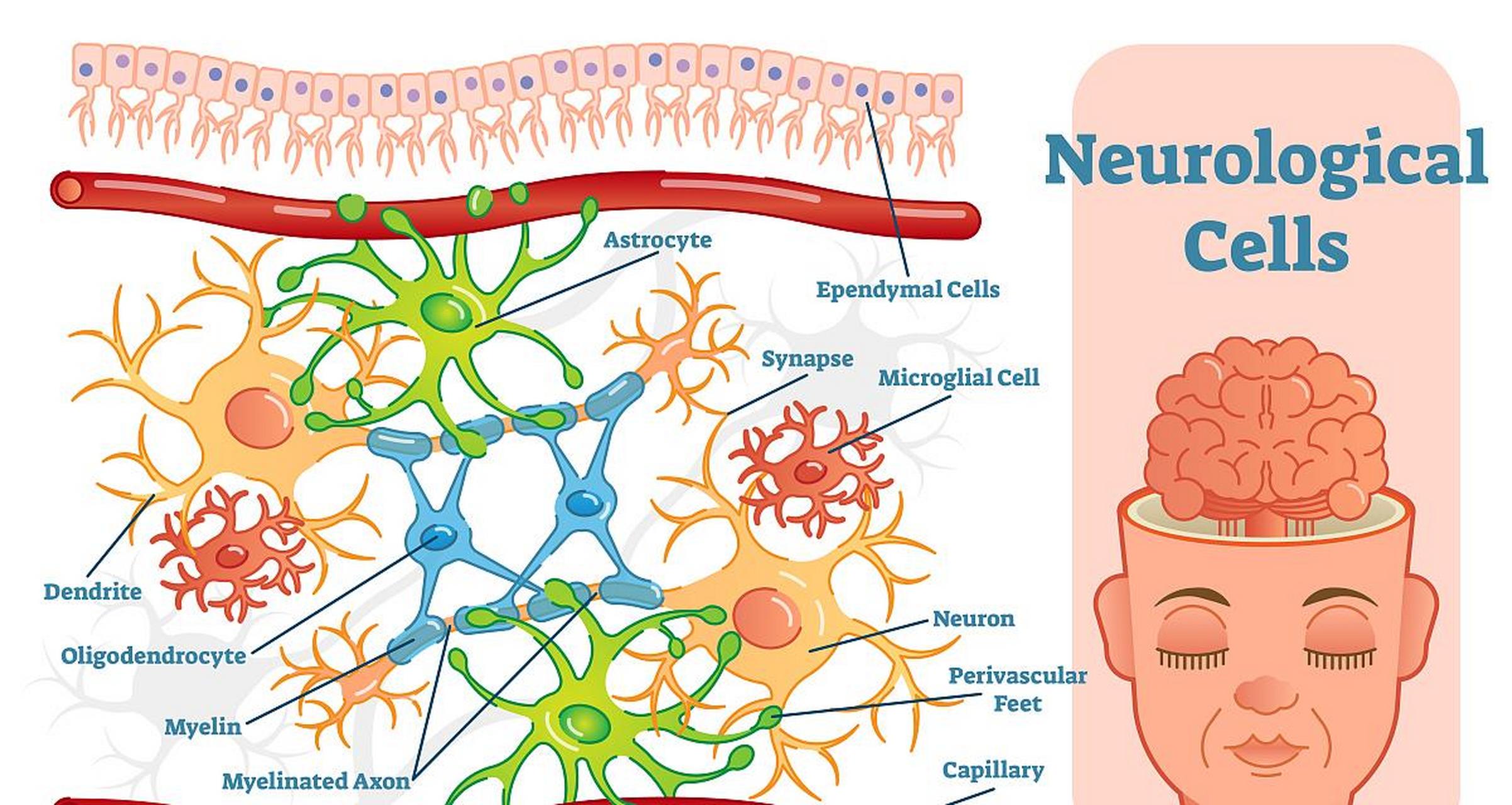 神经系统疾病难治的根本原因在于两个方面,首先,人体的神经细胞数量是
