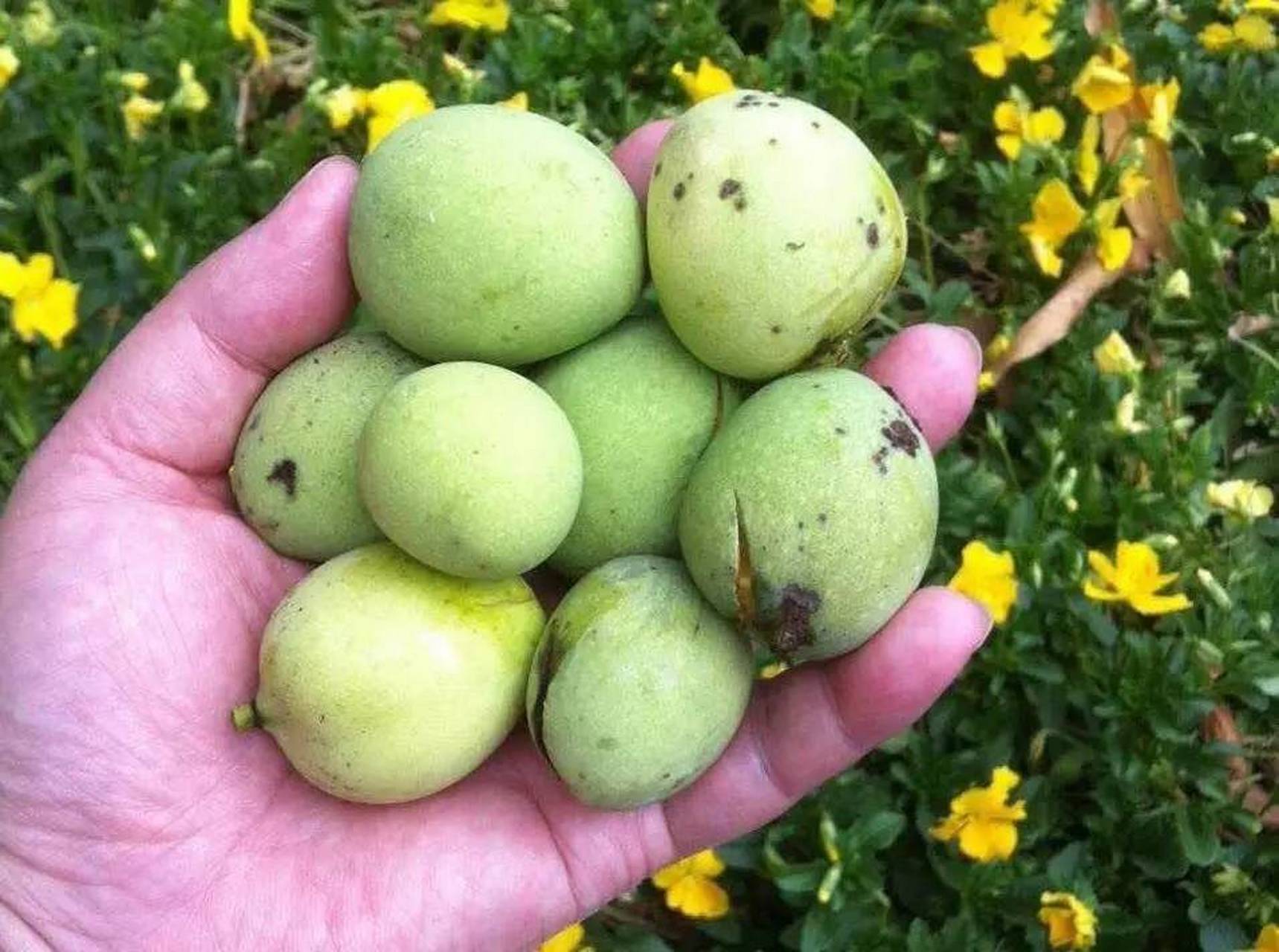 扁桃果飘香的季节,确实诱人.