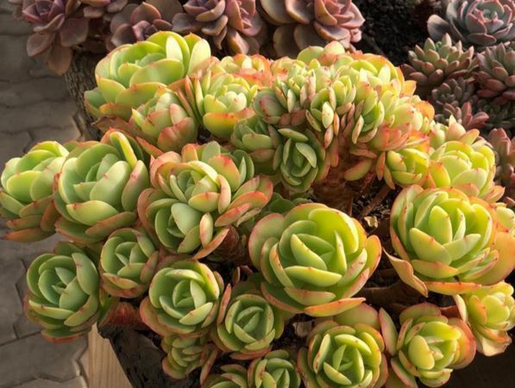 碧桃多肉归属于石花莲属,是霜之鹤的园艺杂交品种.