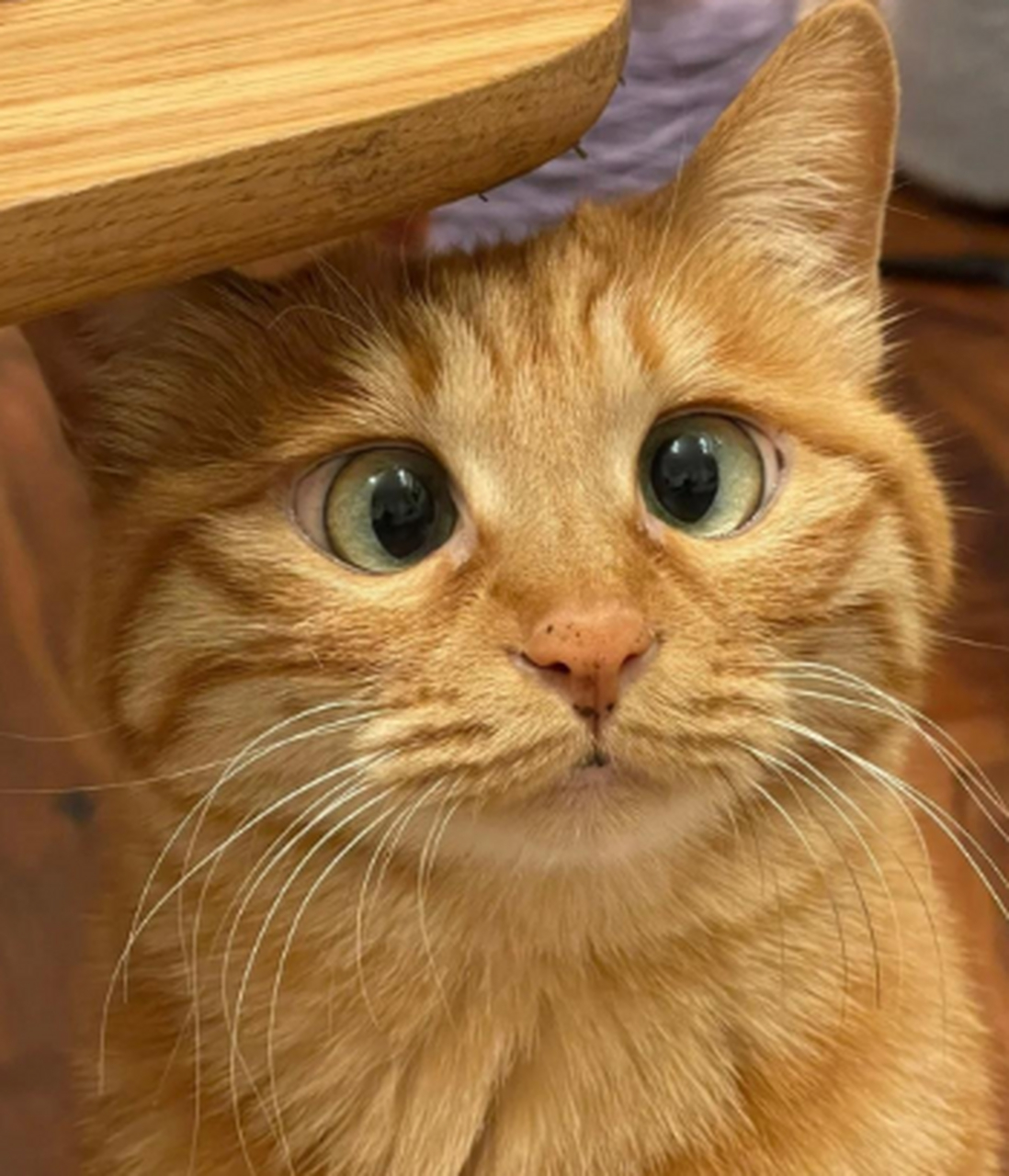 朋友家的斗鸡眼小猫猫,好可爱啊.