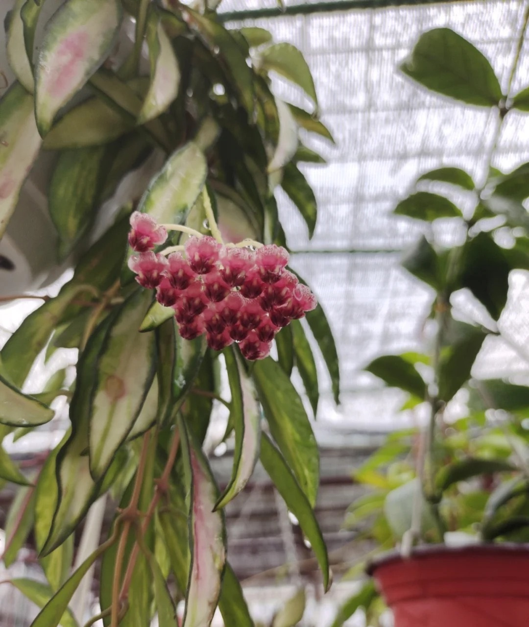 家里阳台朝北,封闭,或是光照不多的,建议你养这种花——冰糖内锦球兰