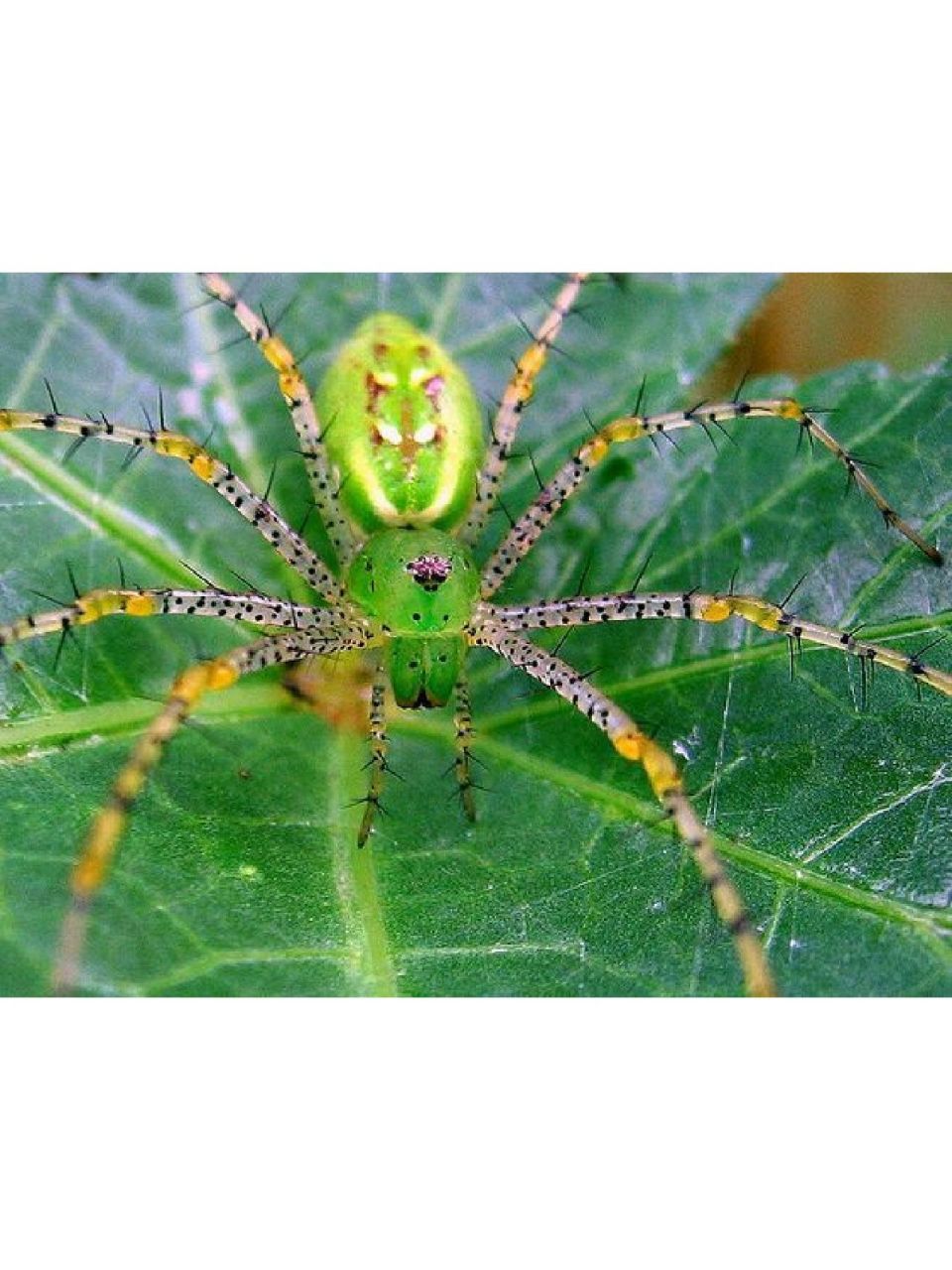 像背了根黄瓜 绿猫蛛 green lynx spider 绿色的山猫蜘蛛,是一种通常