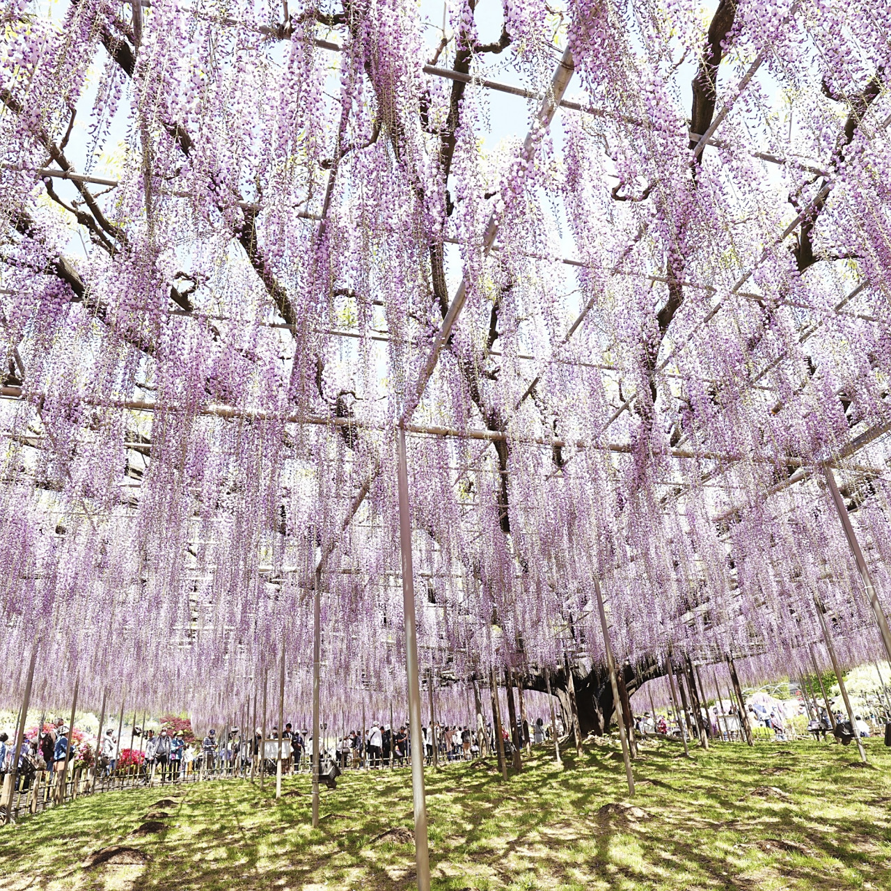 日本紫藤树赏花季  日本足利花卉公园,一棵160岁紫藤树进入花期,枥木