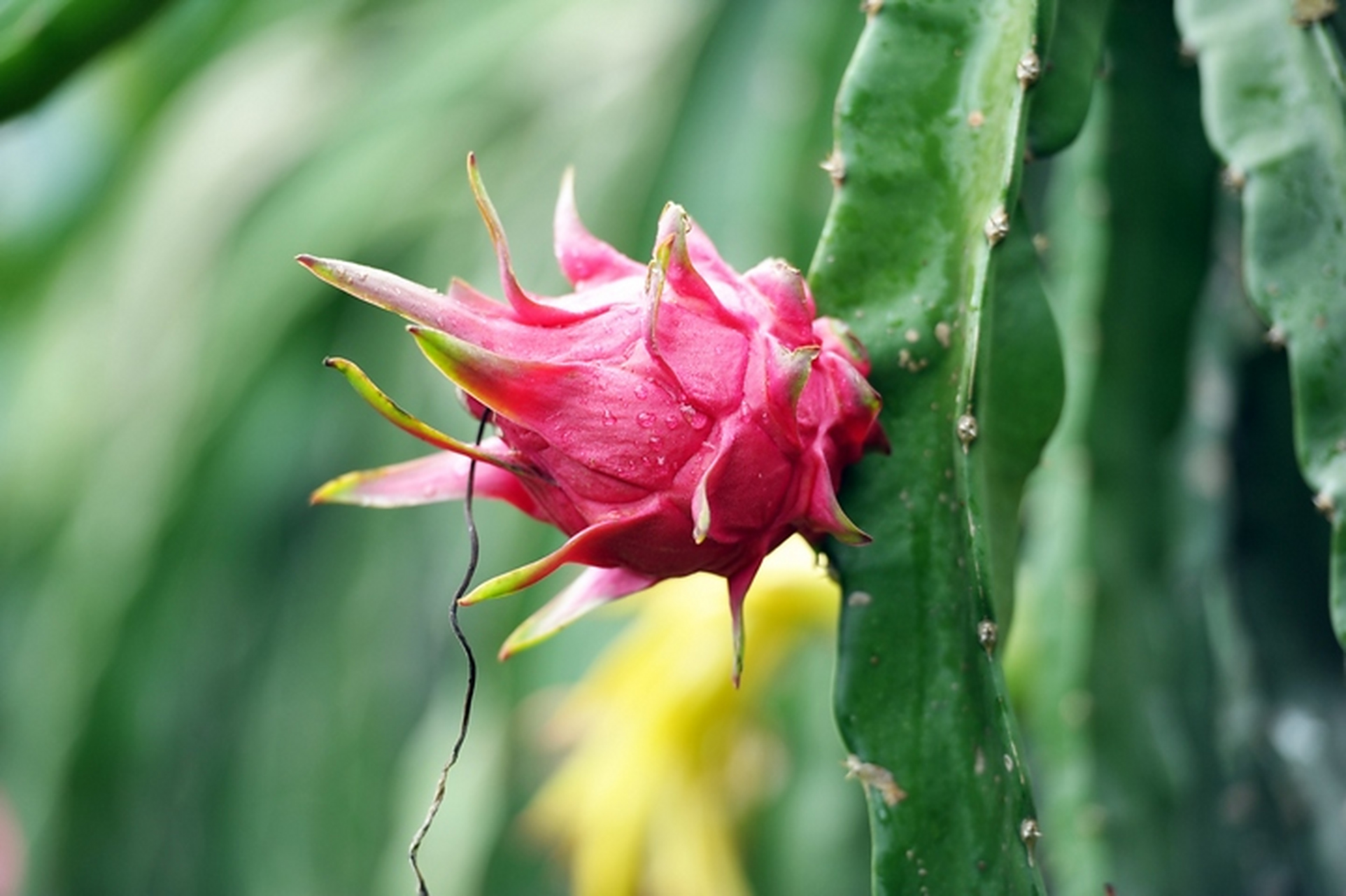 黔南布依族苗族自治州罗甸县3万亩火龙果陆续成熟上市,果农们忙着采摘
