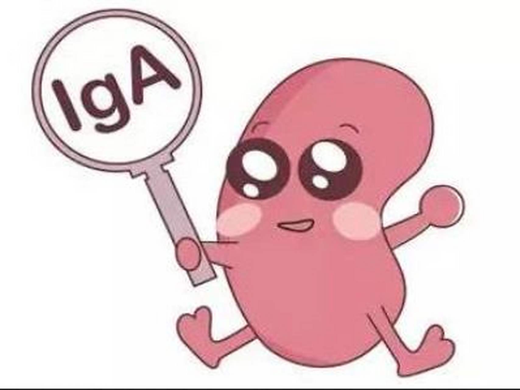 iga肾病属于终身性的慢性肾病,一般很难彻底治愈.