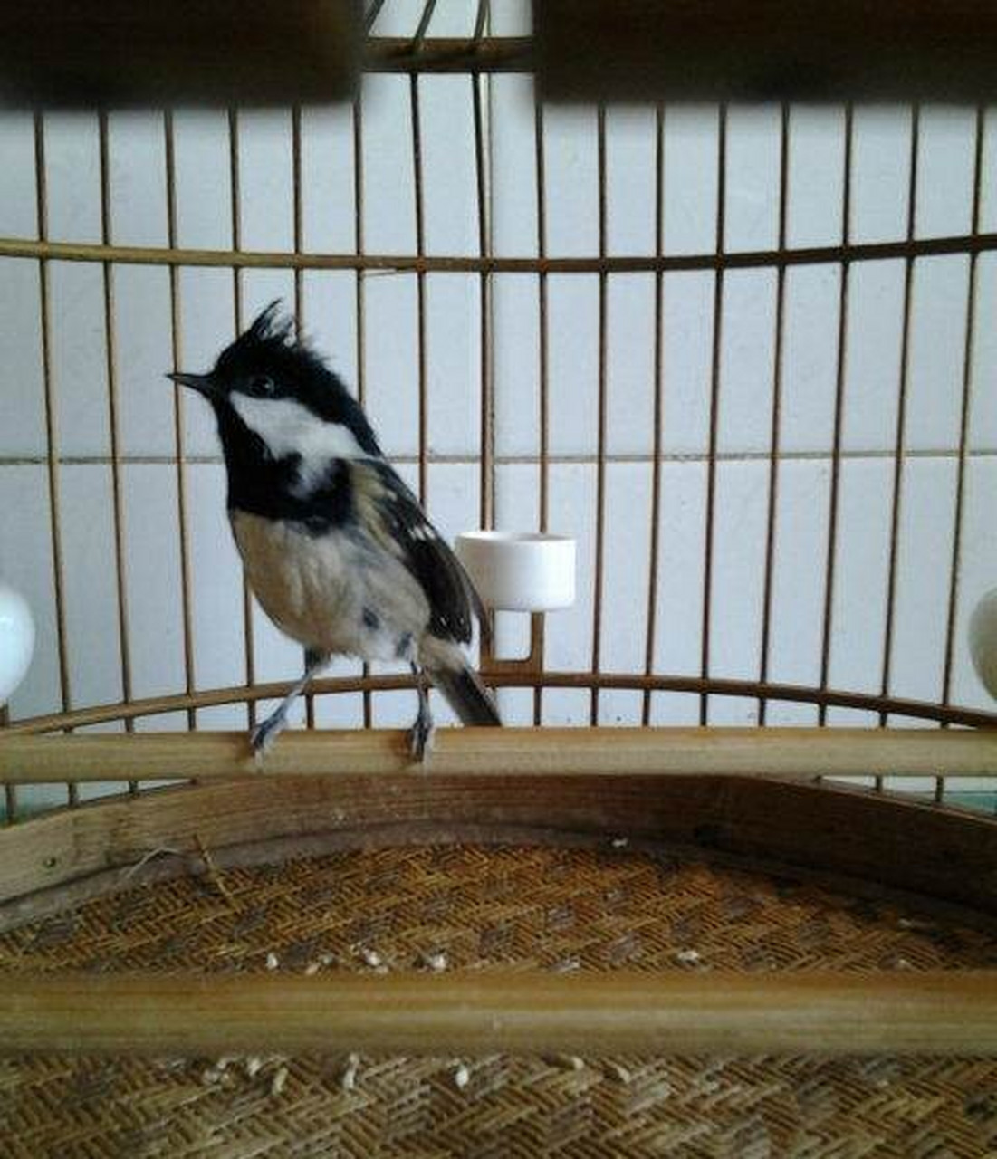 开岁新春请你发文#贝子鸟儿,身材娇小玲珑,鸣声清脆婉转,虽没有很多