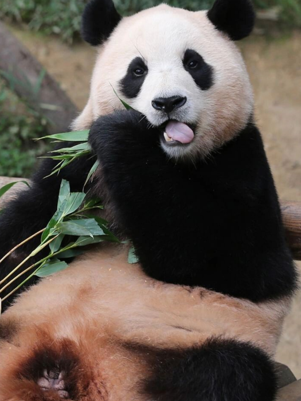 可爱的大熊猫 像片图片