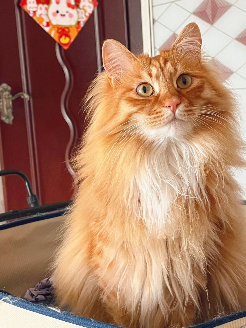 作为中华田园猫的一种,长毛橘猫非常适合家庭饲养.