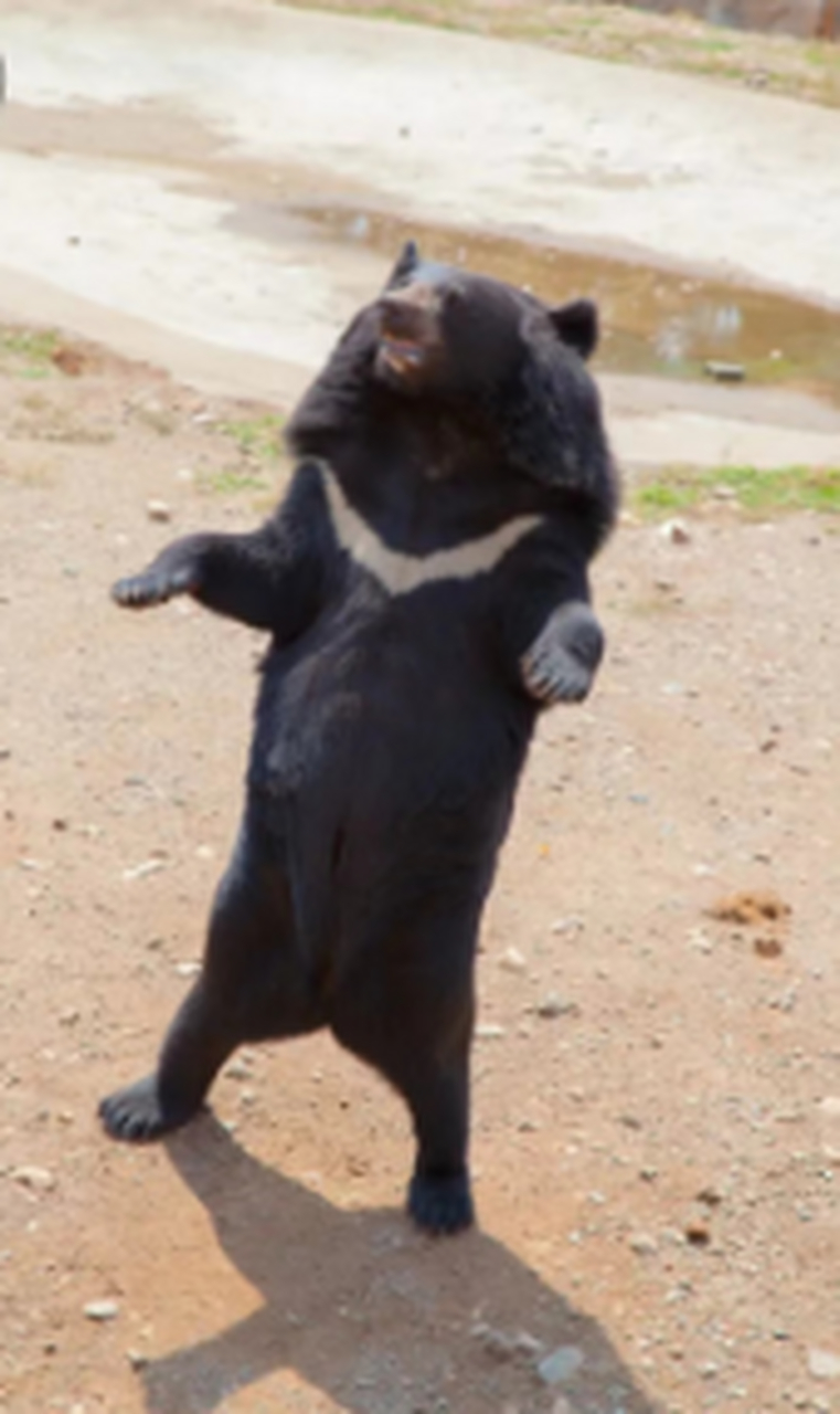 荒唐的愚弄,滑天下之大稽 杭州動物園icon疑似人扮黑熊icon:1有兩個