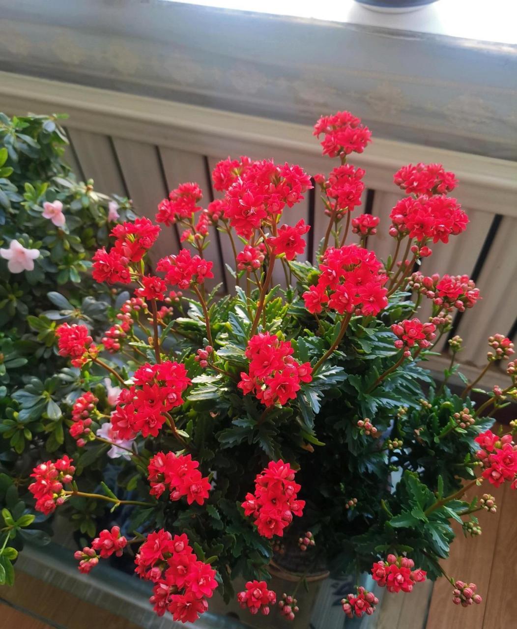 非洲红宝石,长寿花里非常出色的品种,株型低矮紧凑,高度和冠幅都是20