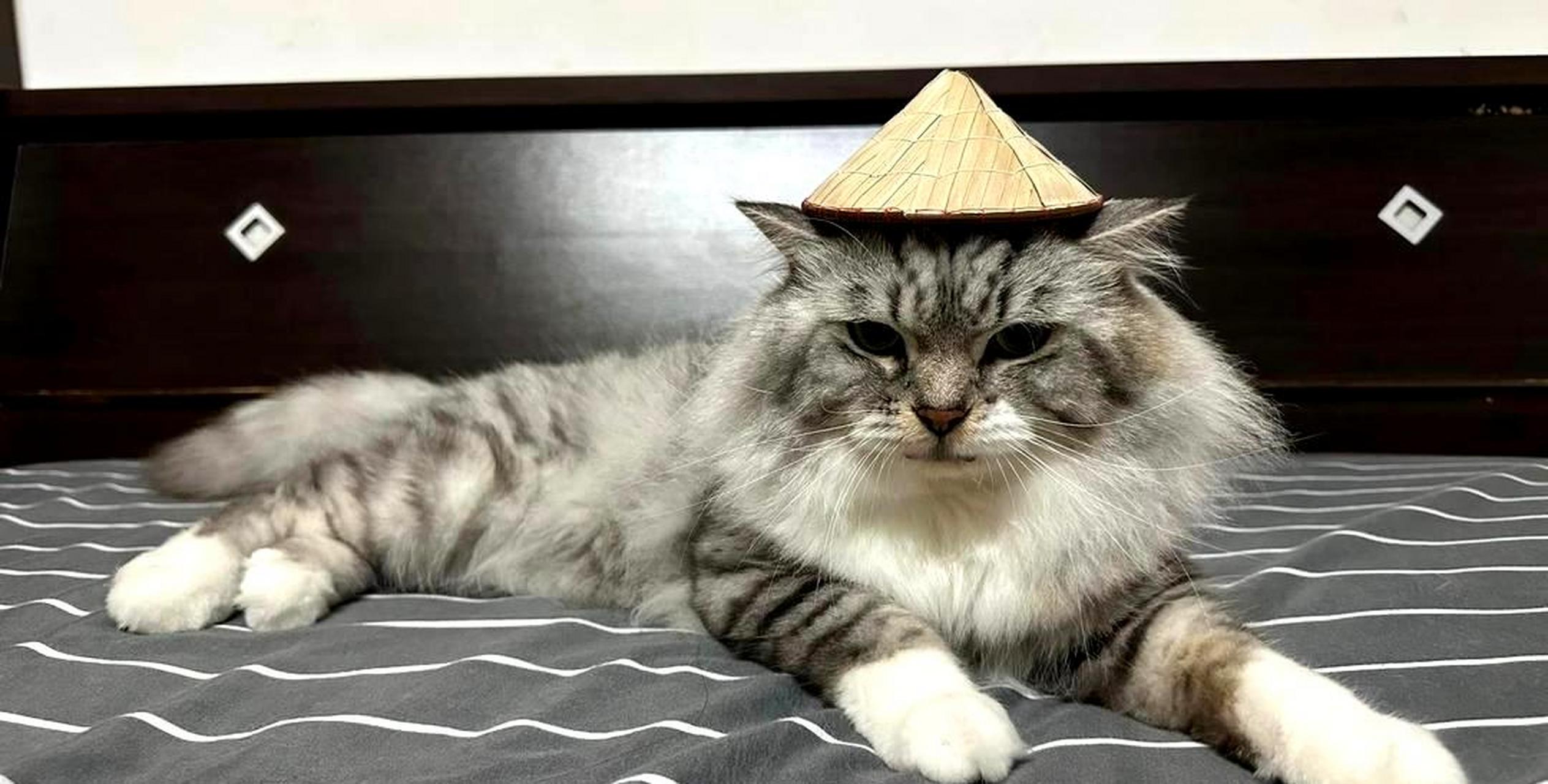 戴上小斗笠的猫可以去钓鱼了!