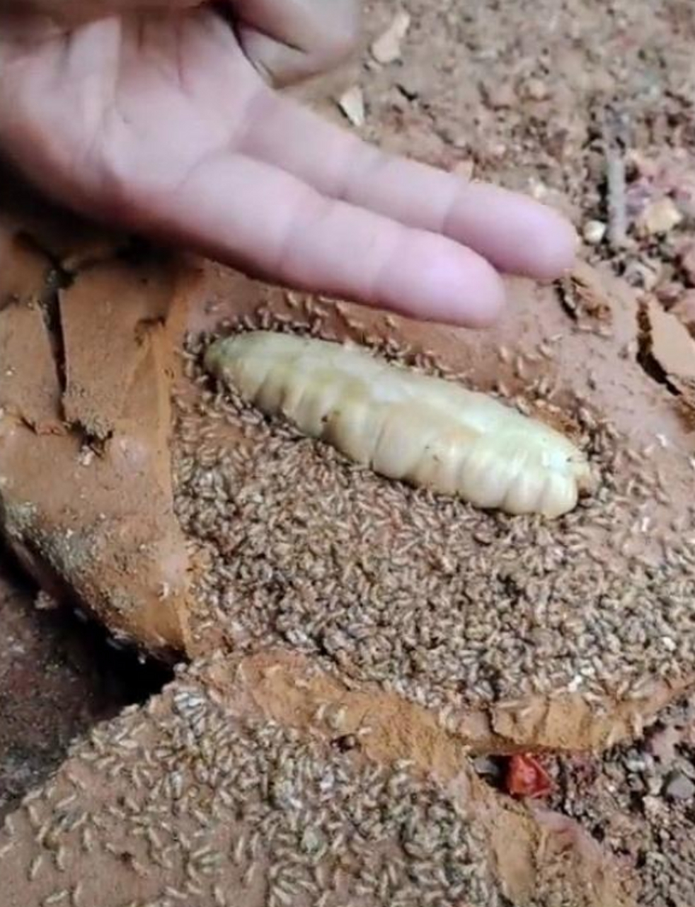 快看!这是不是白蚁的"蚁后"!