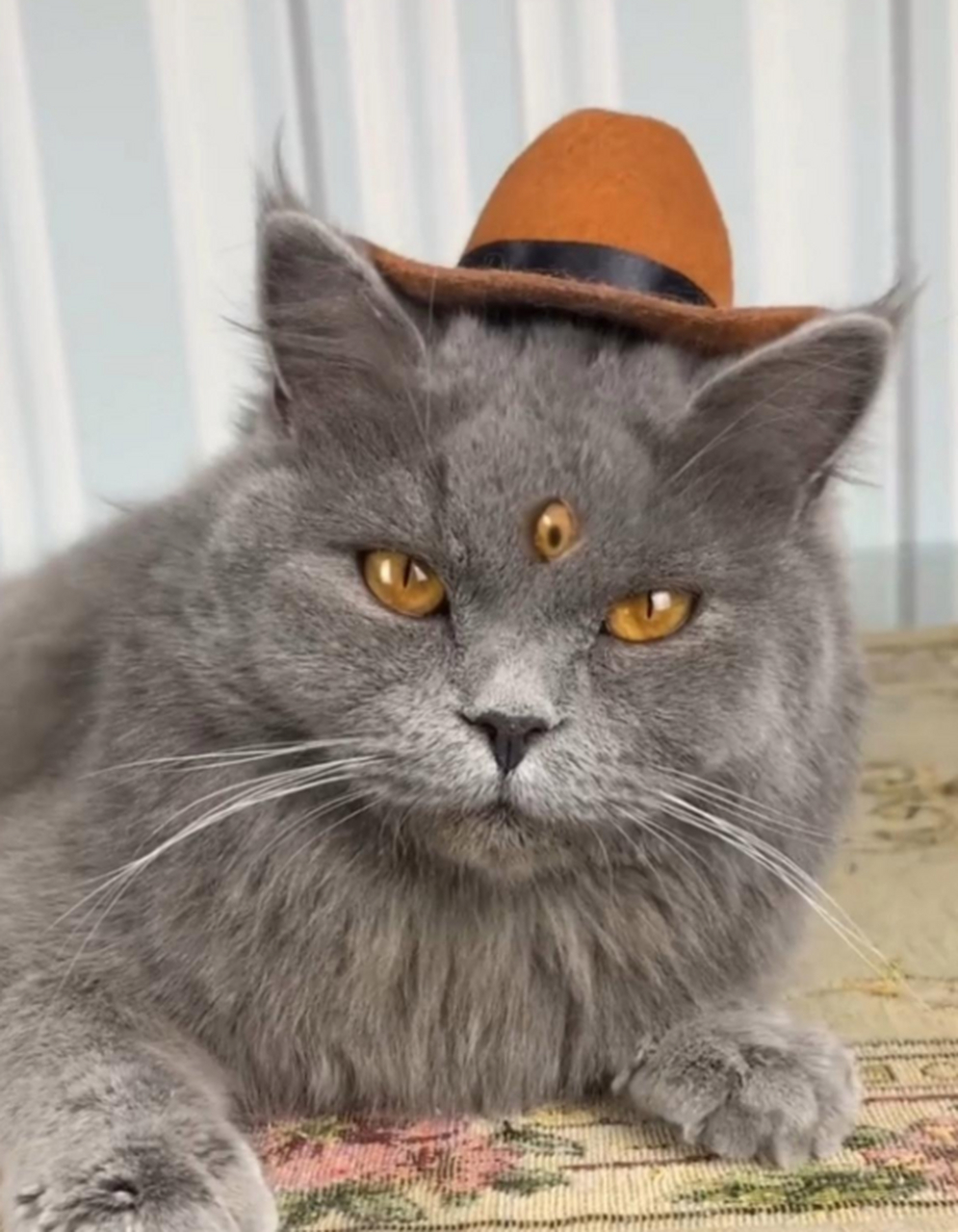 这猫的眼神太酷了,而且还是三只眼! 这是猫界的"二郎神"吗?