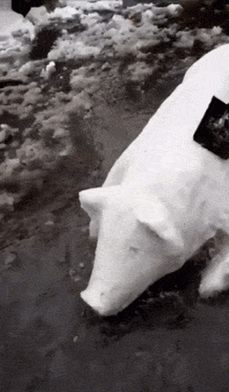 gif创作人# 图1--电动马达臀抖的有点快~ 图2--等等.等等!