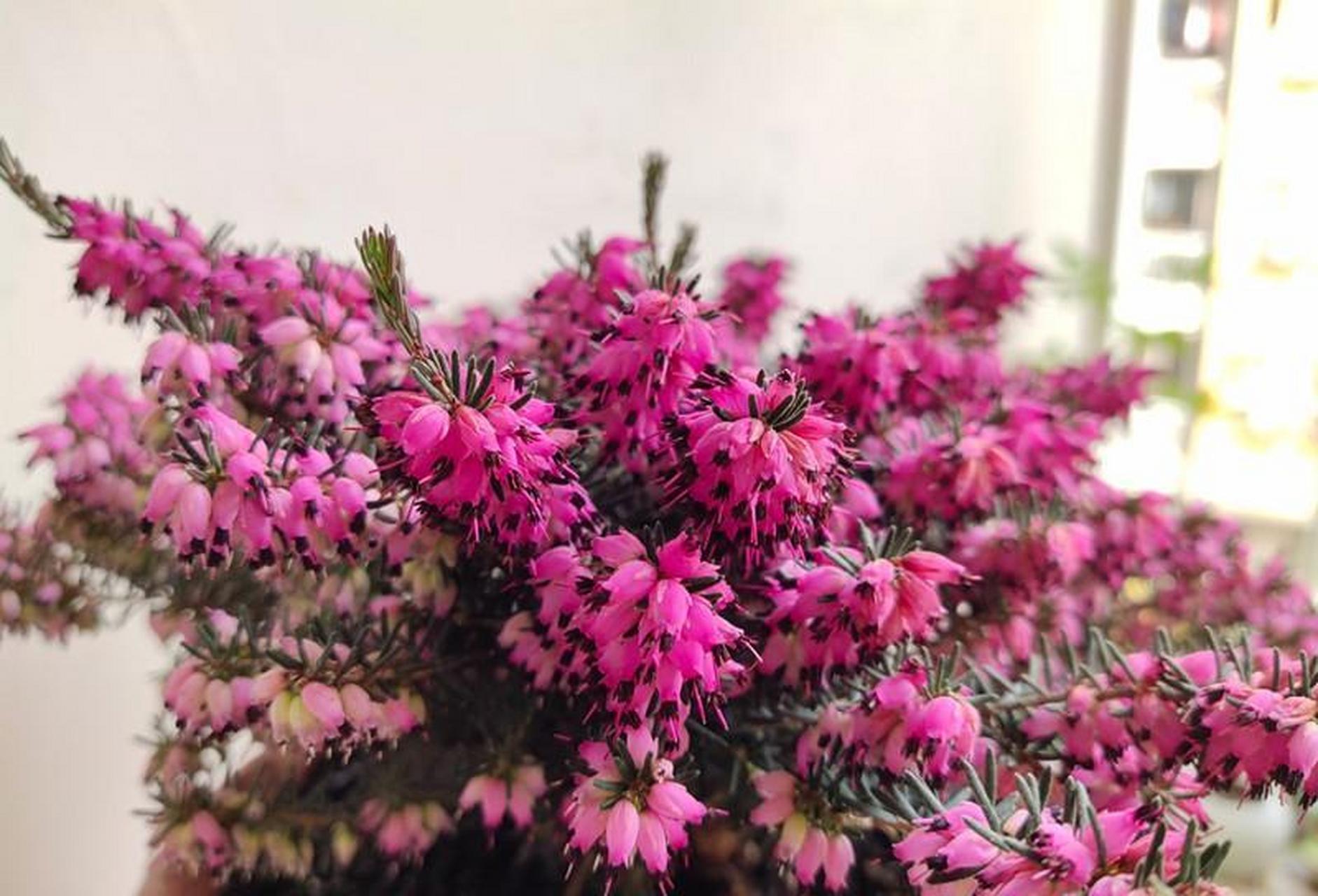 耐寒花卉"欧石楠",原产于北欧, 能抵御零下几十度的极端低温,且常青不