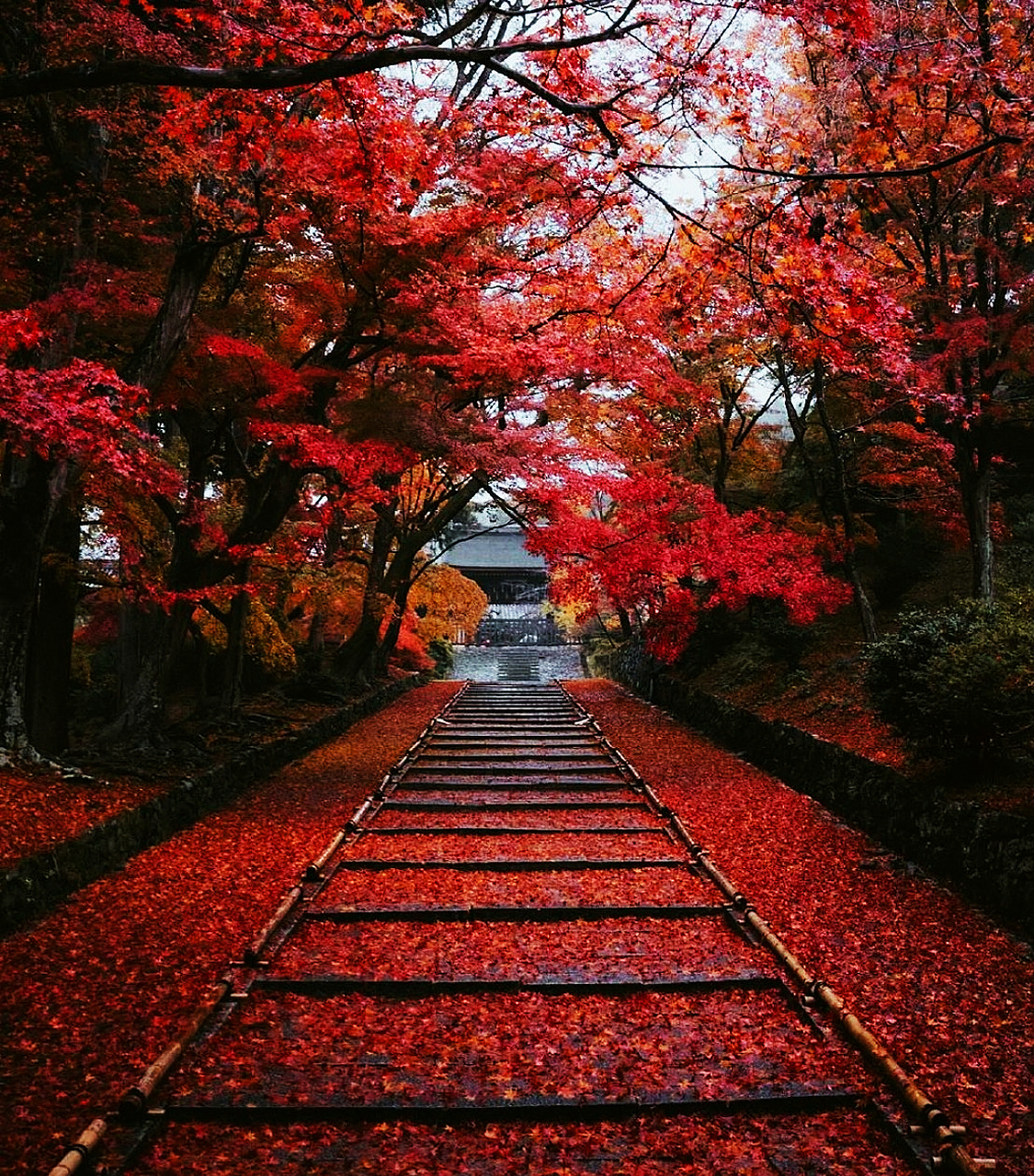 在京都的街头巷尾,枫树,银杏树和其它各种树叶,像被浓烈的秋意染过