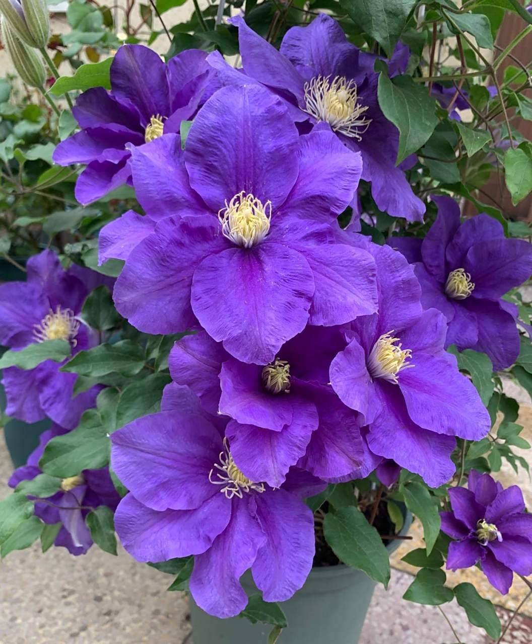 翠鸟(kingfisherevipo037),蓝色控爱好者必入品种