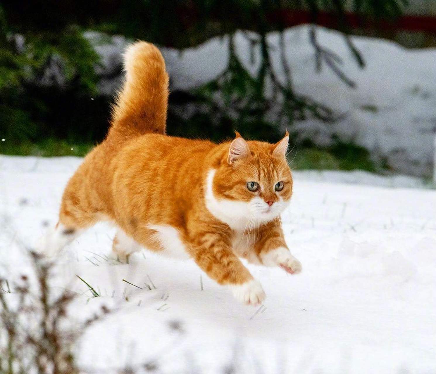 一只奶呼呼的胖橘猫