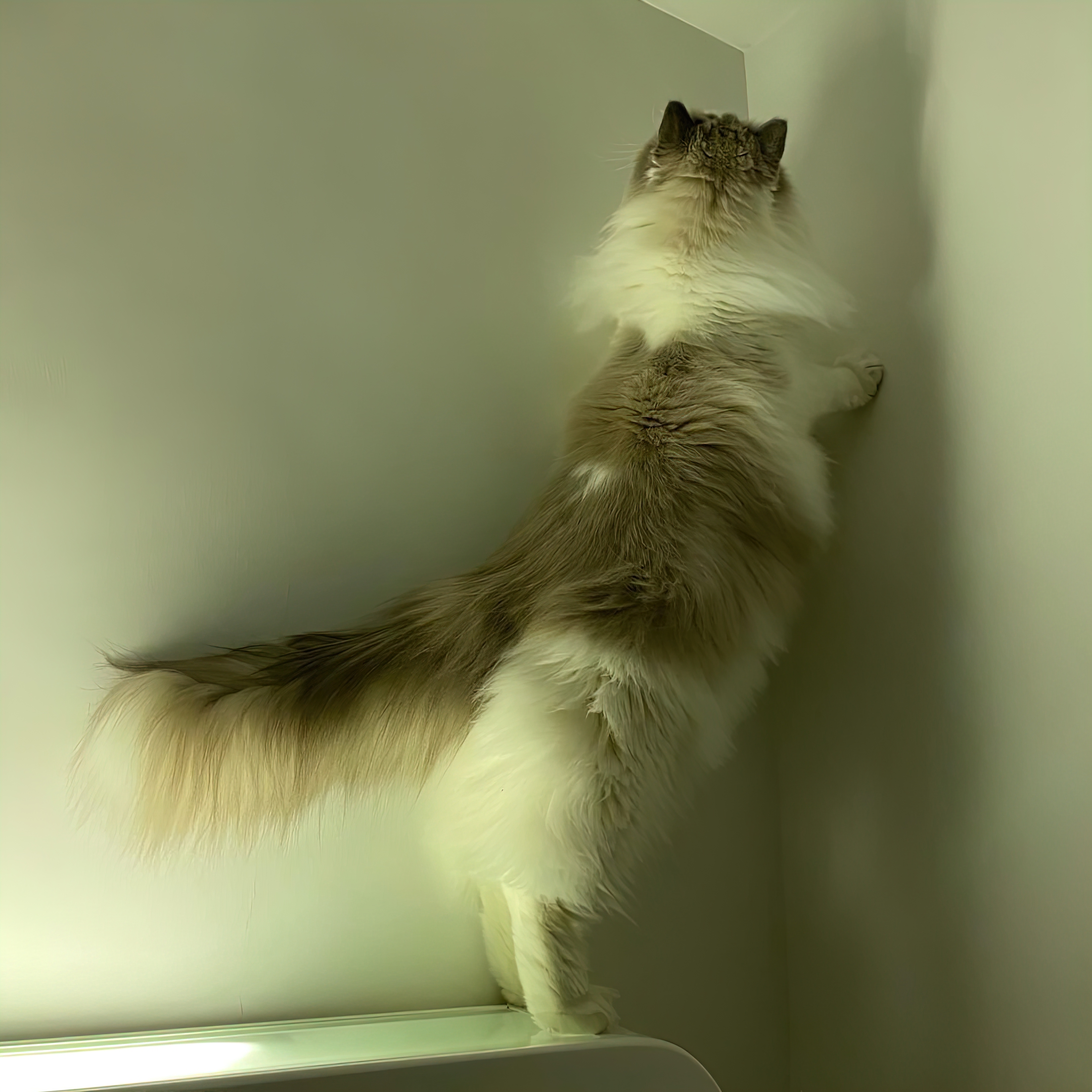 超度的猫-超度的经文 超度的猫-超度的经文