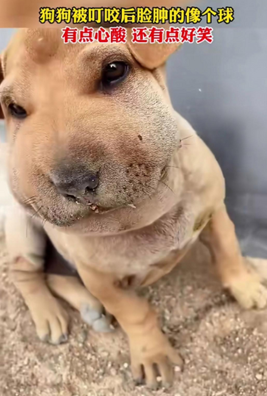 被蜜蜂叮咬的狗子,脸肿的像个球,既辛酸又好笑.