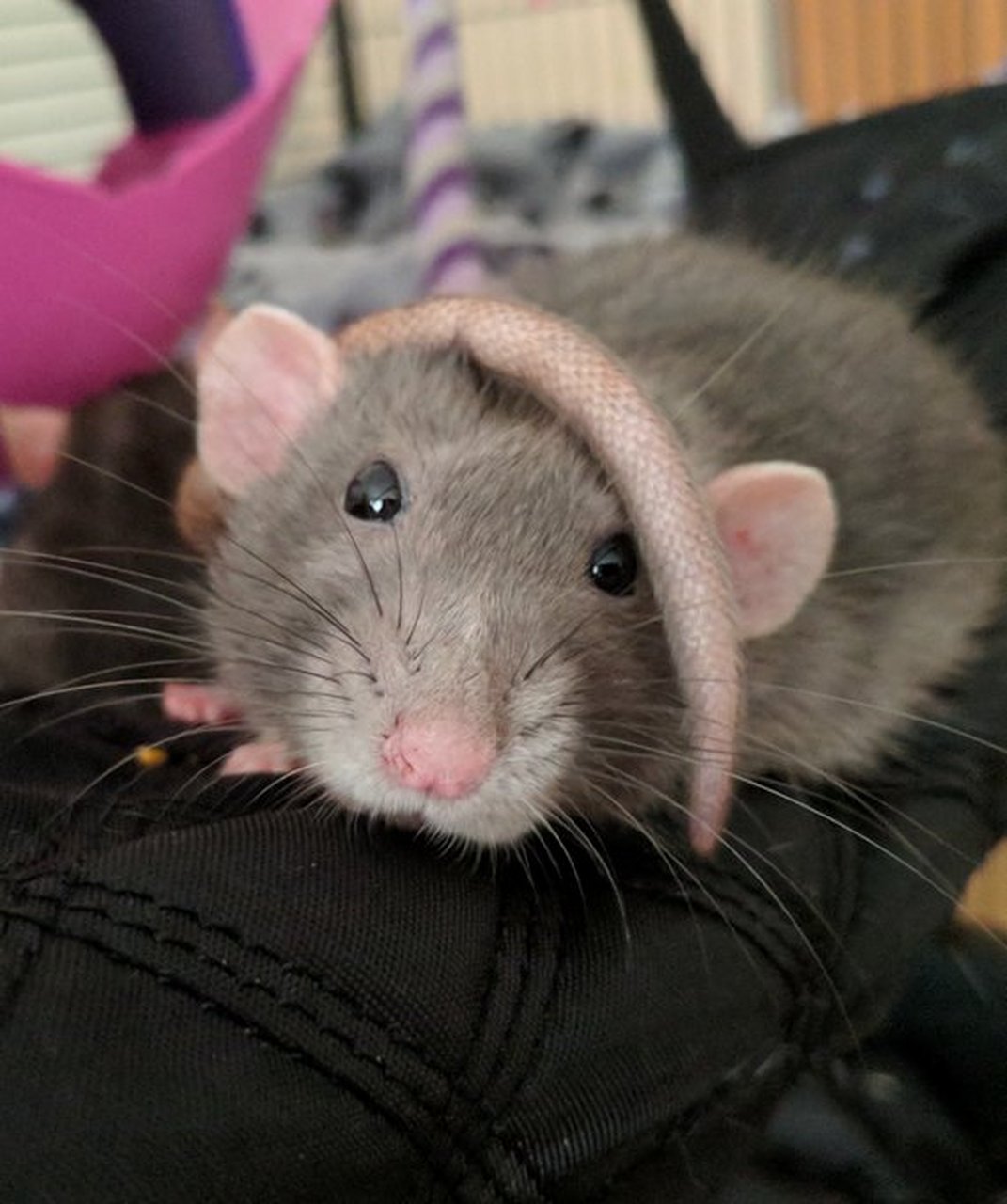 老鼠:我的新发型帅不帅? #宠物##趣味