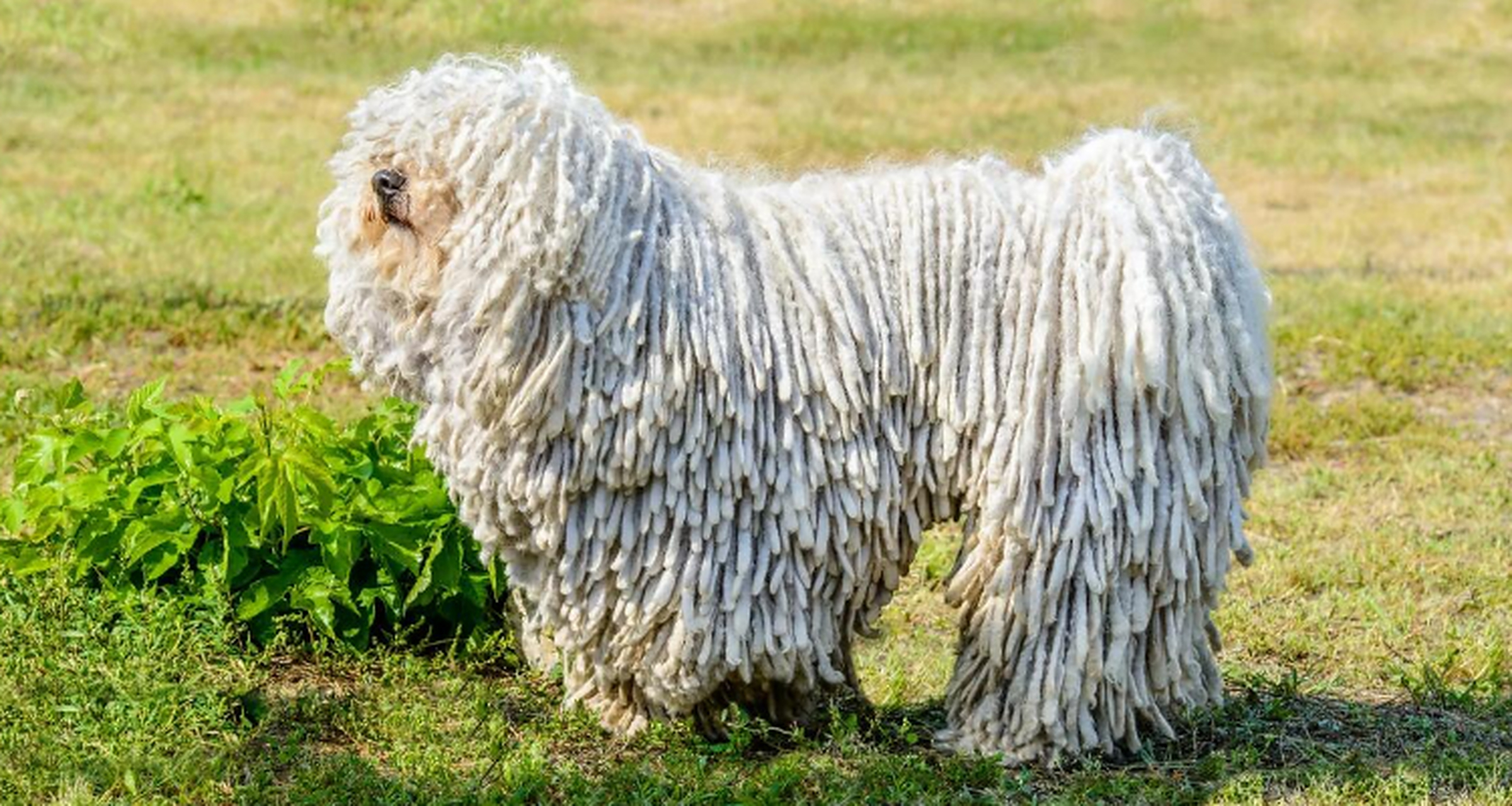 世界上最奇怪的动物 可蒙犬.这个生物的主要焦点是它的皮毛.