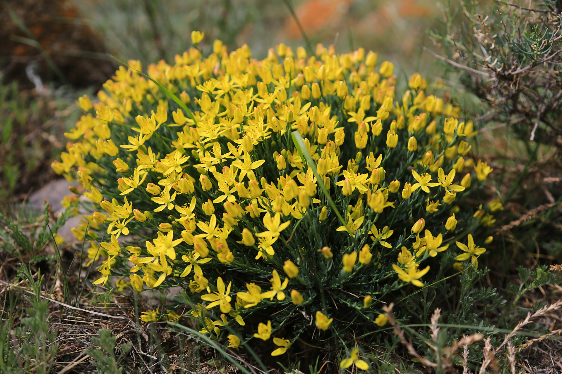 山野花儿:针枝芸香,芸香科,叶短线形或狭椭圆形,灰绿色或绿色,边缘