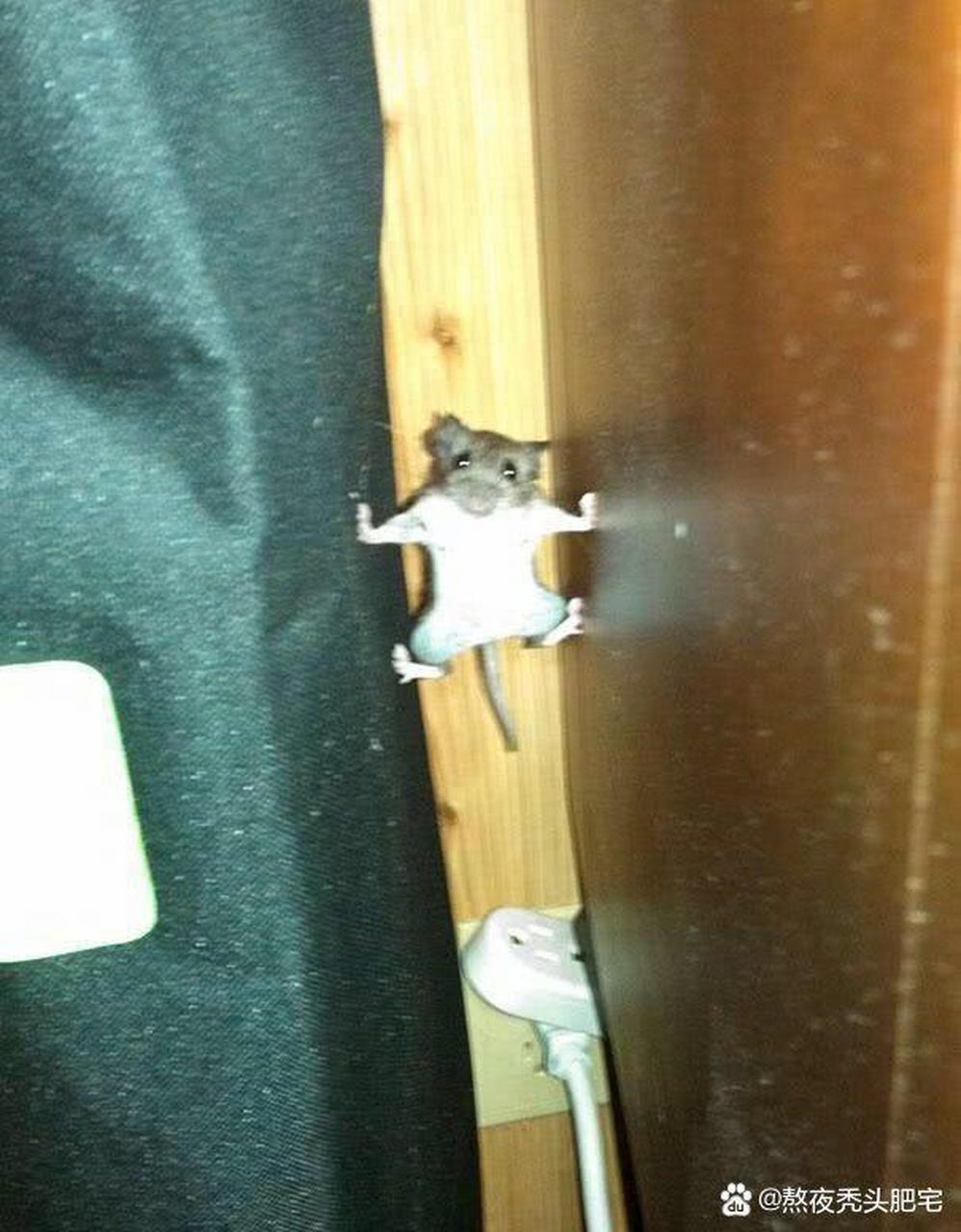 老鼠的攀爬能力也这么强吗?  #搞笑