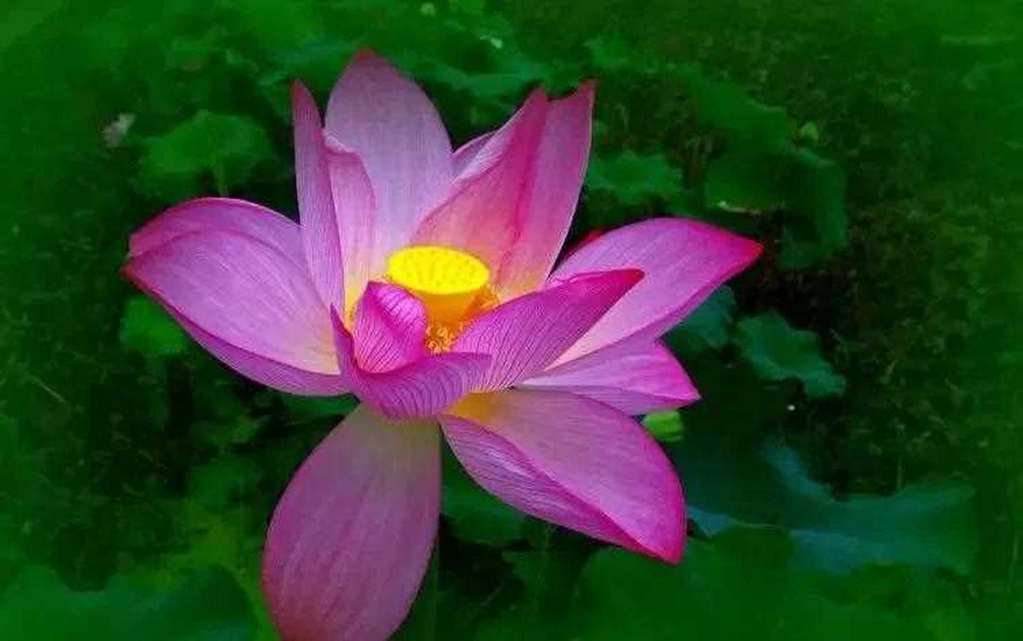 家和万事兴呢?我们一起来听.因为一个家庭里的成员一直都很和谐.