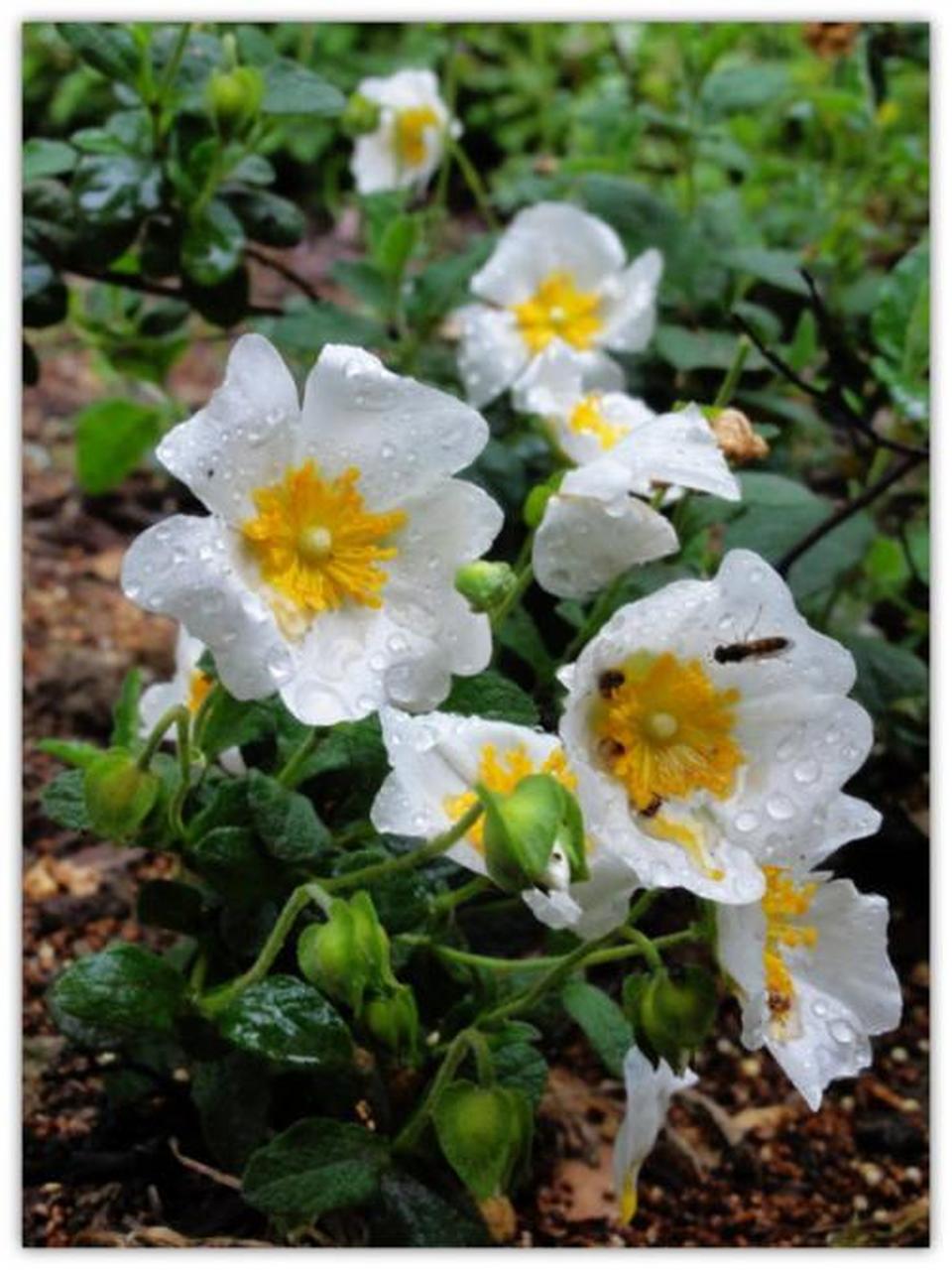 生长在地中海沿岸的岩蔷薇,每逢初夏时节,青翠