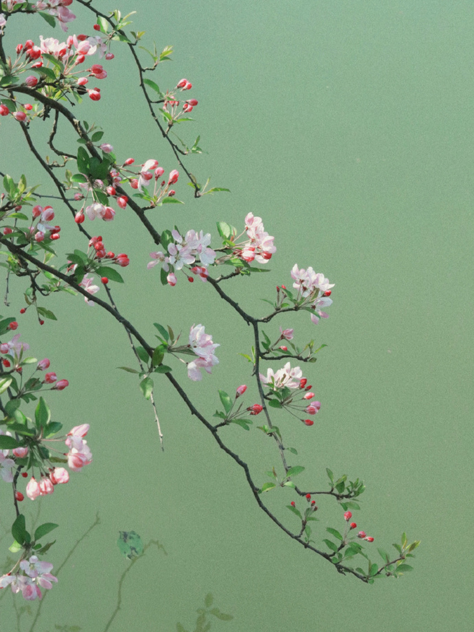 湖边的垂丝海棠 67