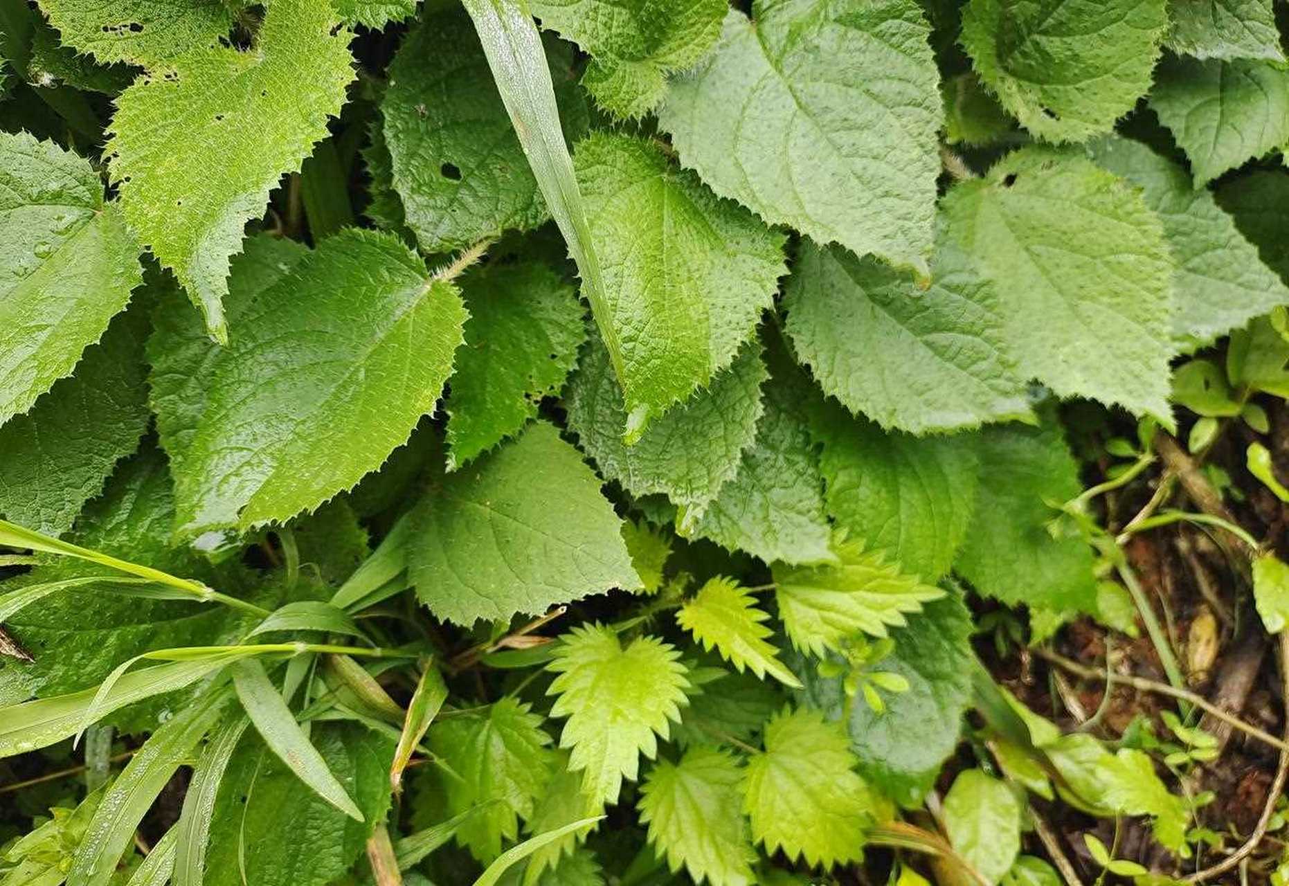 蕁麻草,在我們雲南玉溪好多農村地方都隨處可見,它