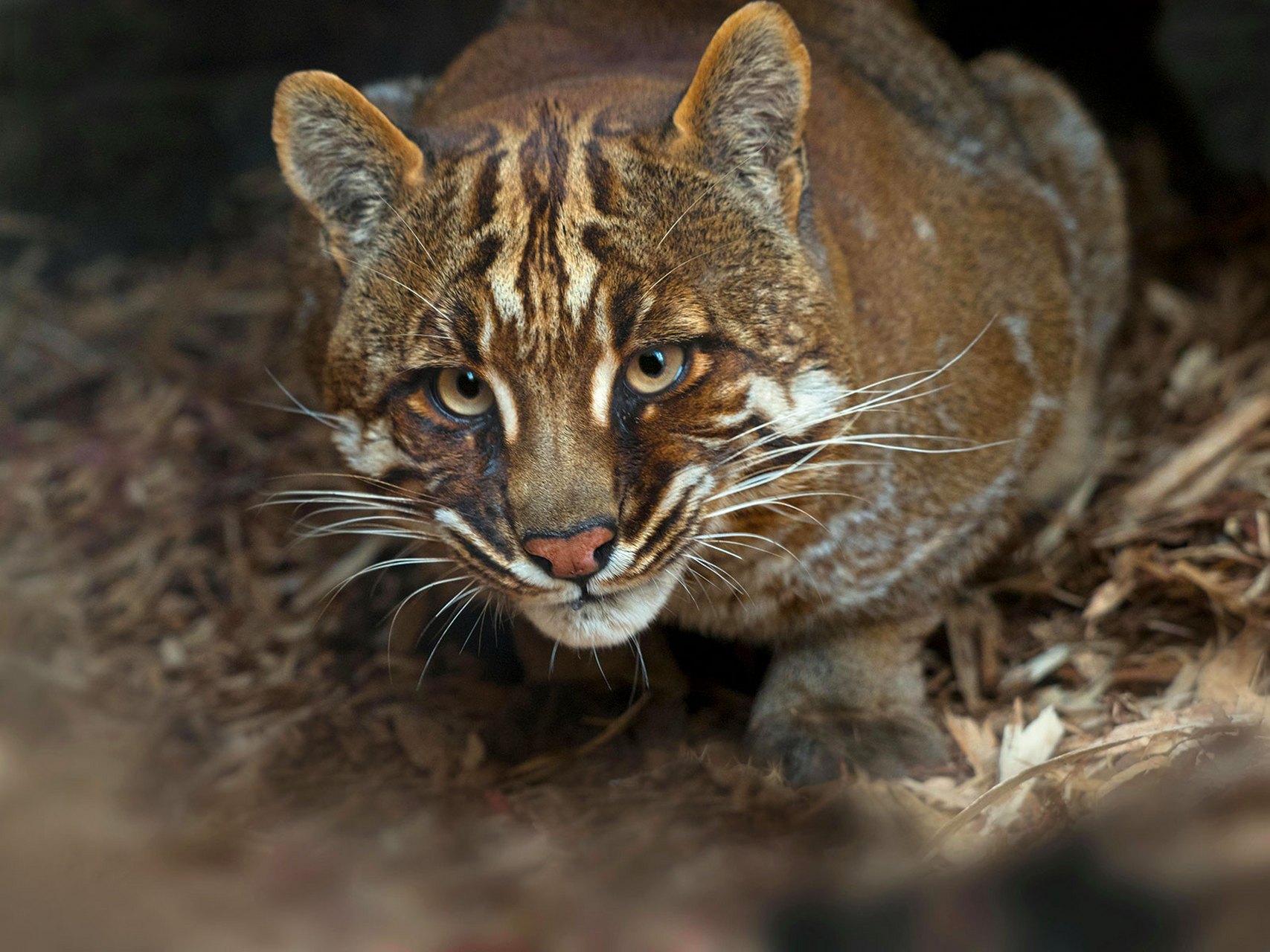 亚洲金猫是一种生活在亚洲热带和亚热带森林中的中型猫科动物.