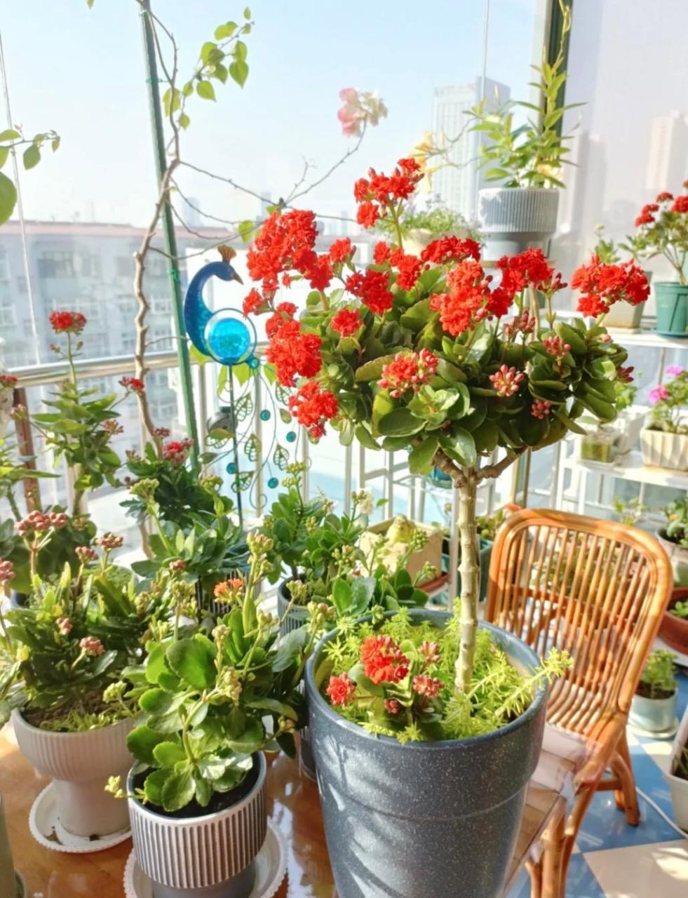 这棵长寿花"棒棒糖",终于盛开了! 红红火火,祝大家元宵节快乐!