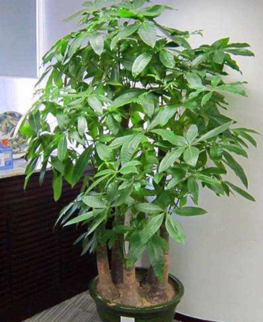 发财树怎么养长得快(发财树怎么养长得快又好?) - 123植物网