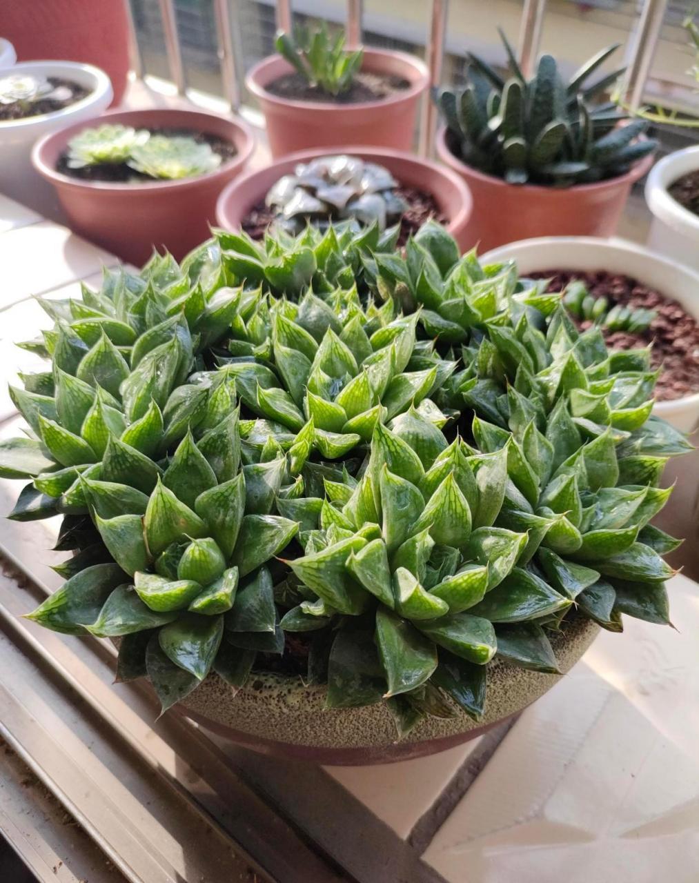 容易群生的玉露——宝草 多肉宝草玉露实在太好养,2年时间就能长满盆