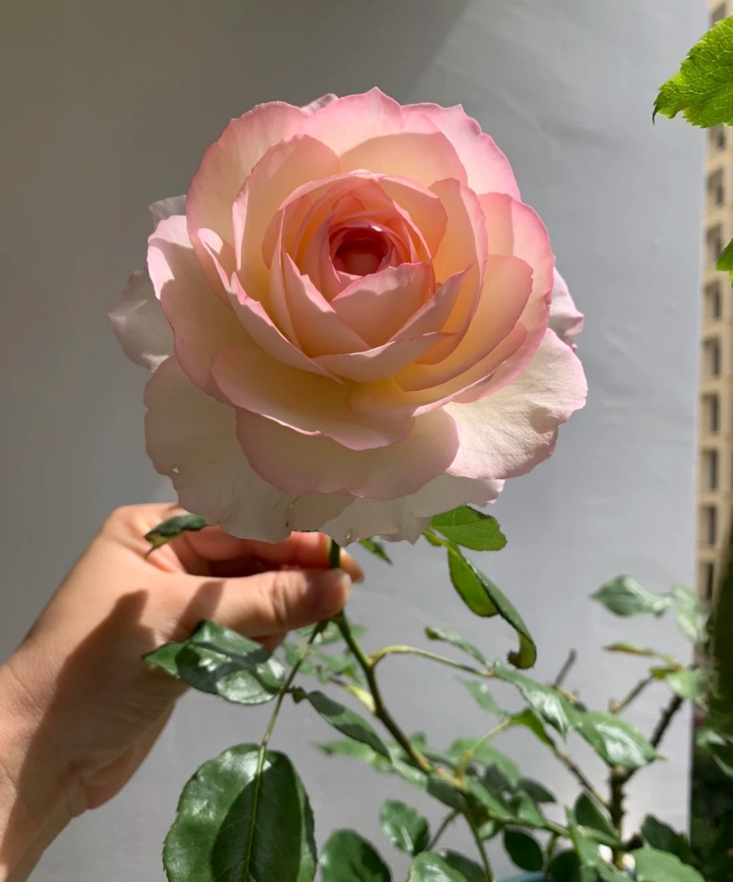 秋天,是月季花的第二个盛花期,这个品种名叫"乐天派",一个可以和切花