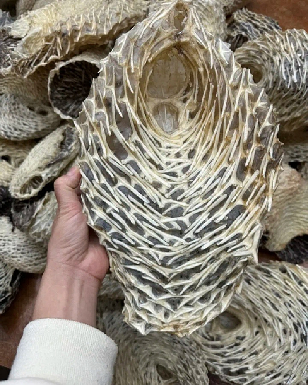 这是刺猬的骨头吗?