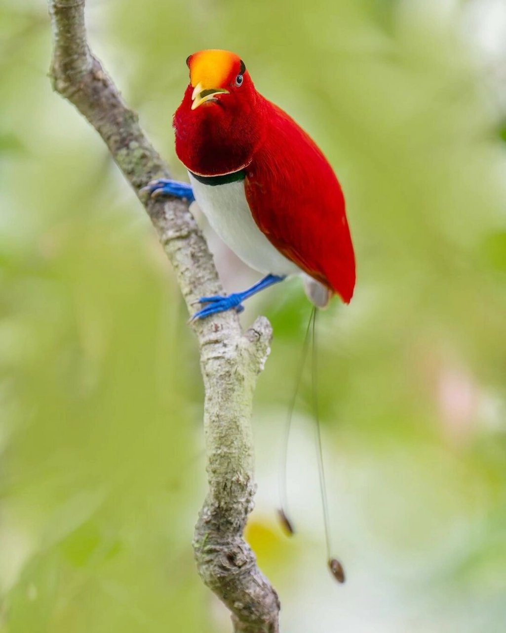 英文名:king birds-of-paradise 学名:cicinnurus regius 界:动物界