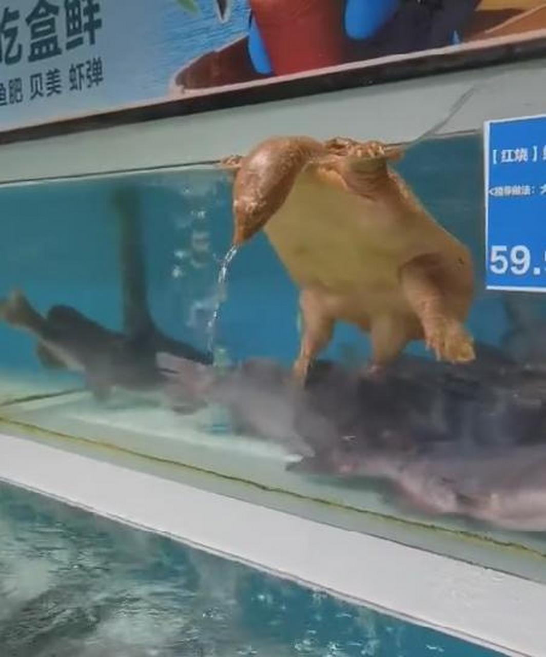 超市看见的,这甲鱼成精了吧?