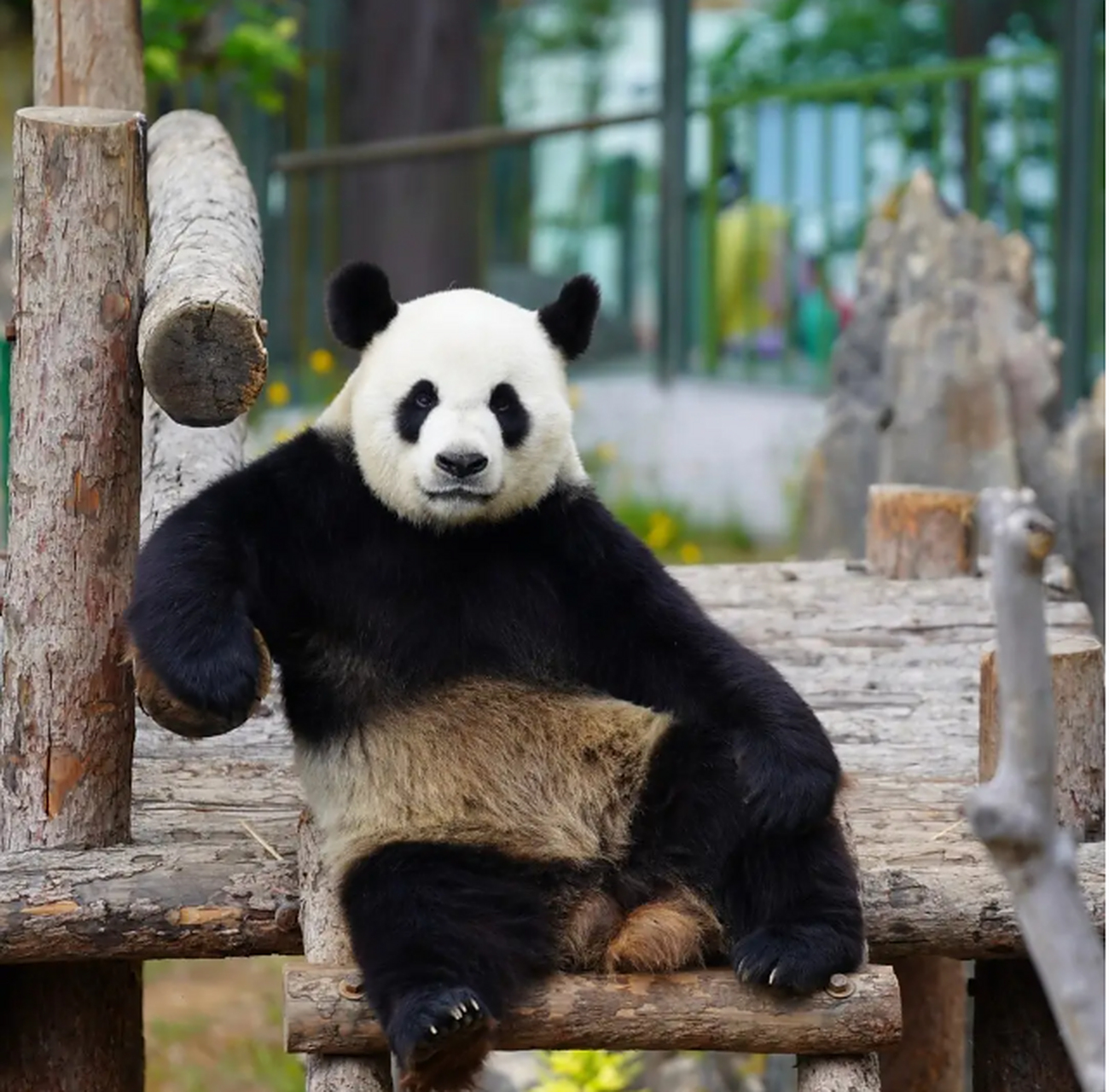 hi,我是熊猫:金虎 (一):今年13岁,现居住在:大连森林动物园 哈?