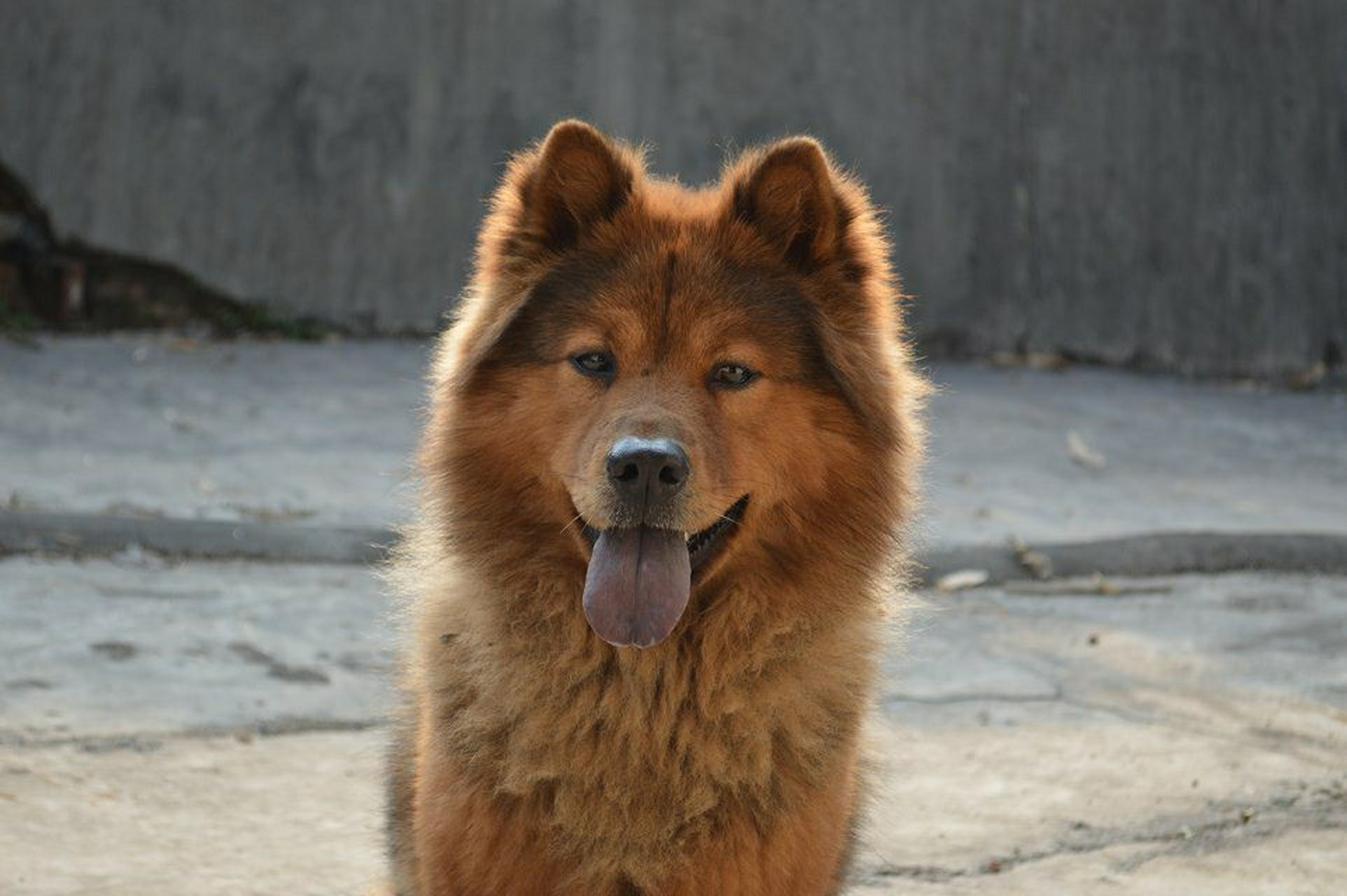 了解一下这只中华田园犬 广东熊狗想跟大家介绍一下我这只老土狗