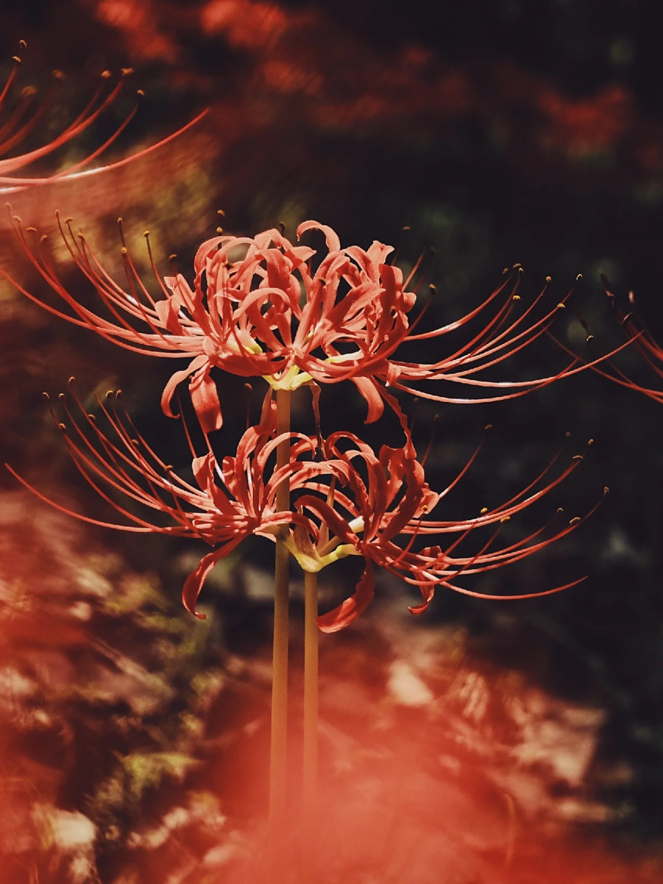 好大一片彼岸花海,一眼望不到尽头,重点是没有人!