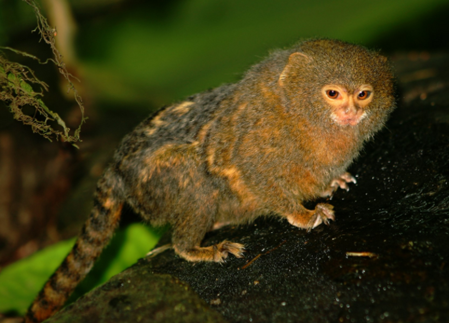 有趣的动物:侏狨(pygmy marmoset)  这是世界上最小的猴子,身高只有