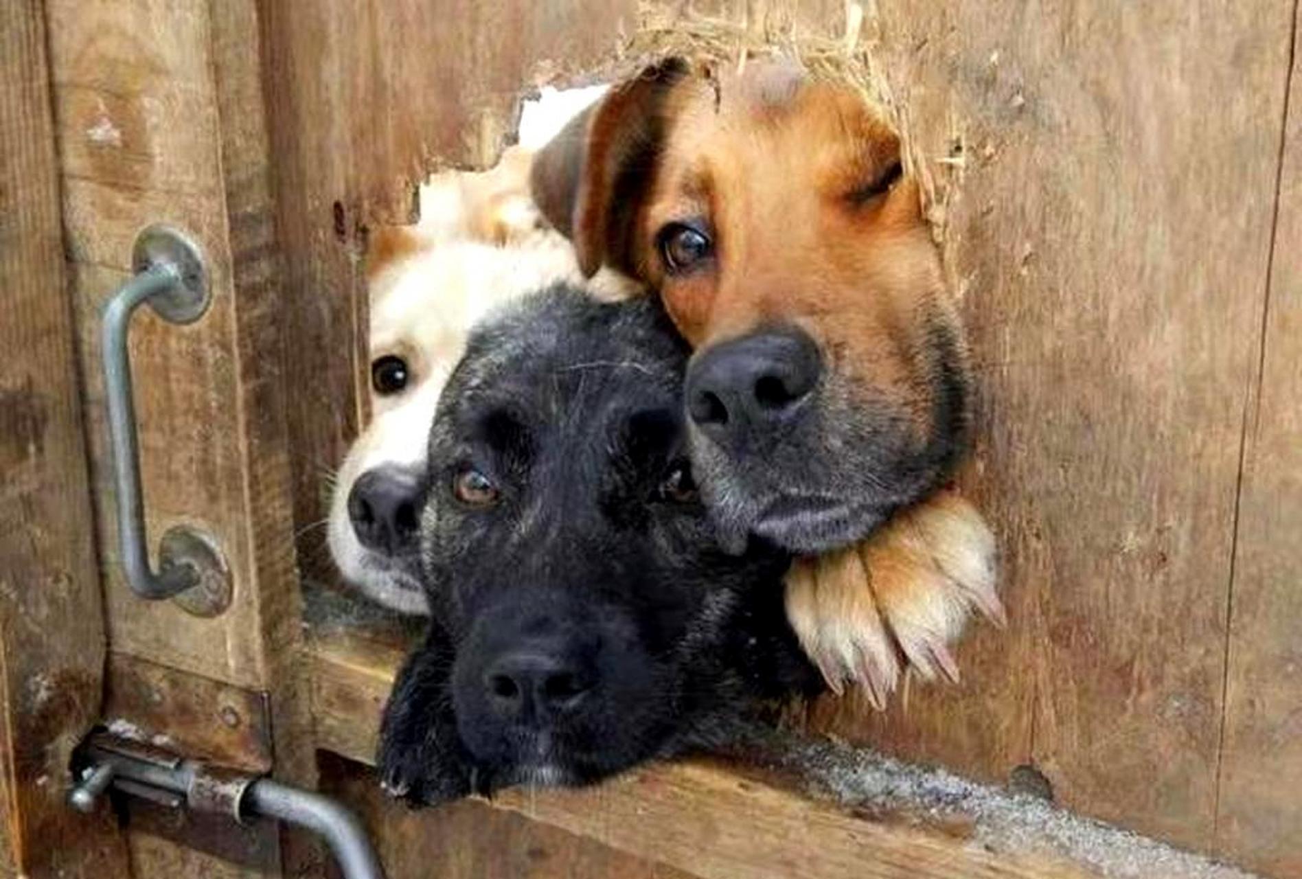 不仅人类喜欢看热闹,狗也很喜欢.