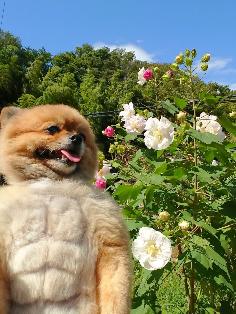 长着可爱的脸,脱掉衣服却拥有八块腹肌的狗勾……[抱一抱]