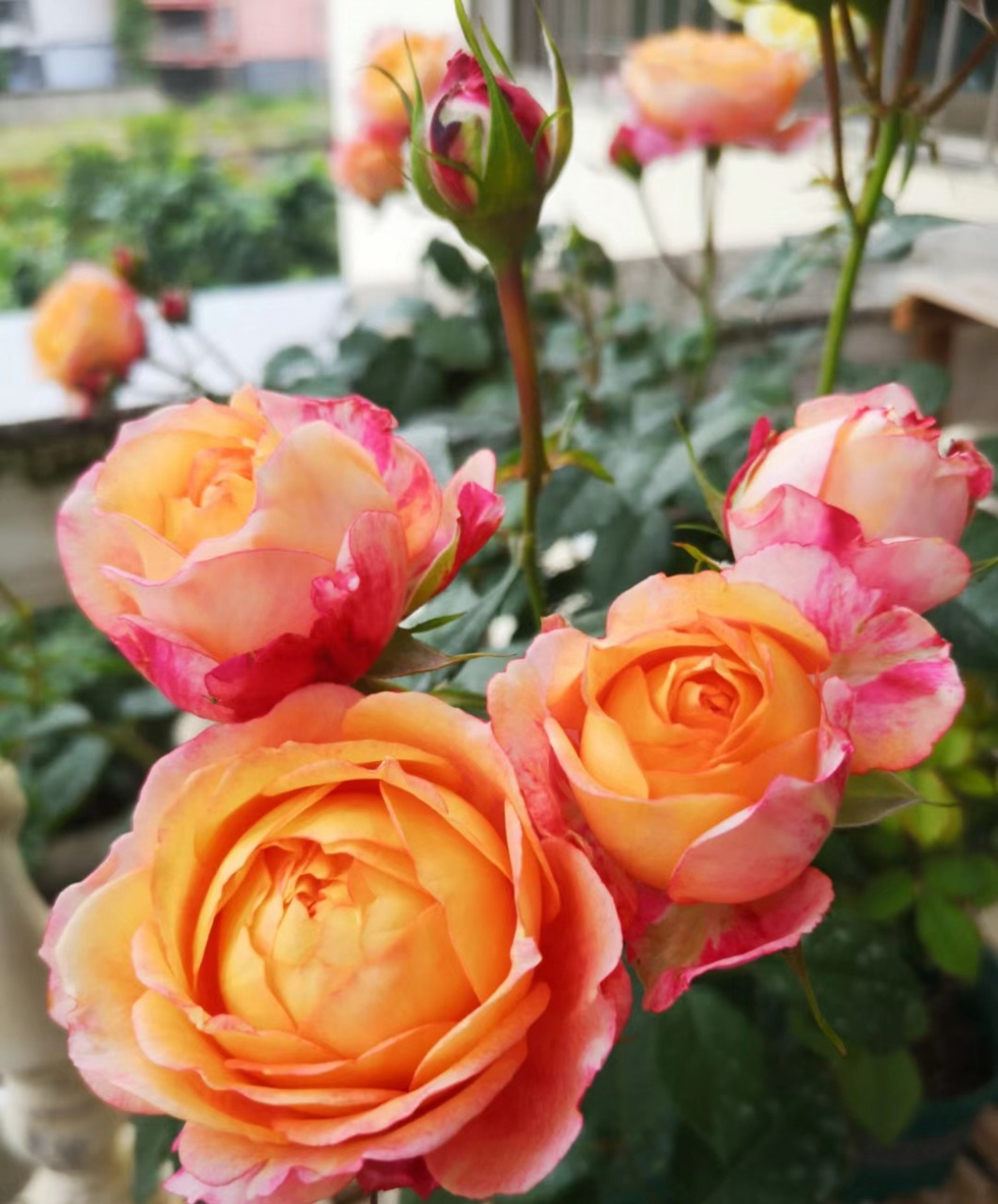 月季花有个新品种,名字叫"大花美人",以下全是它的美照,它的植株高度