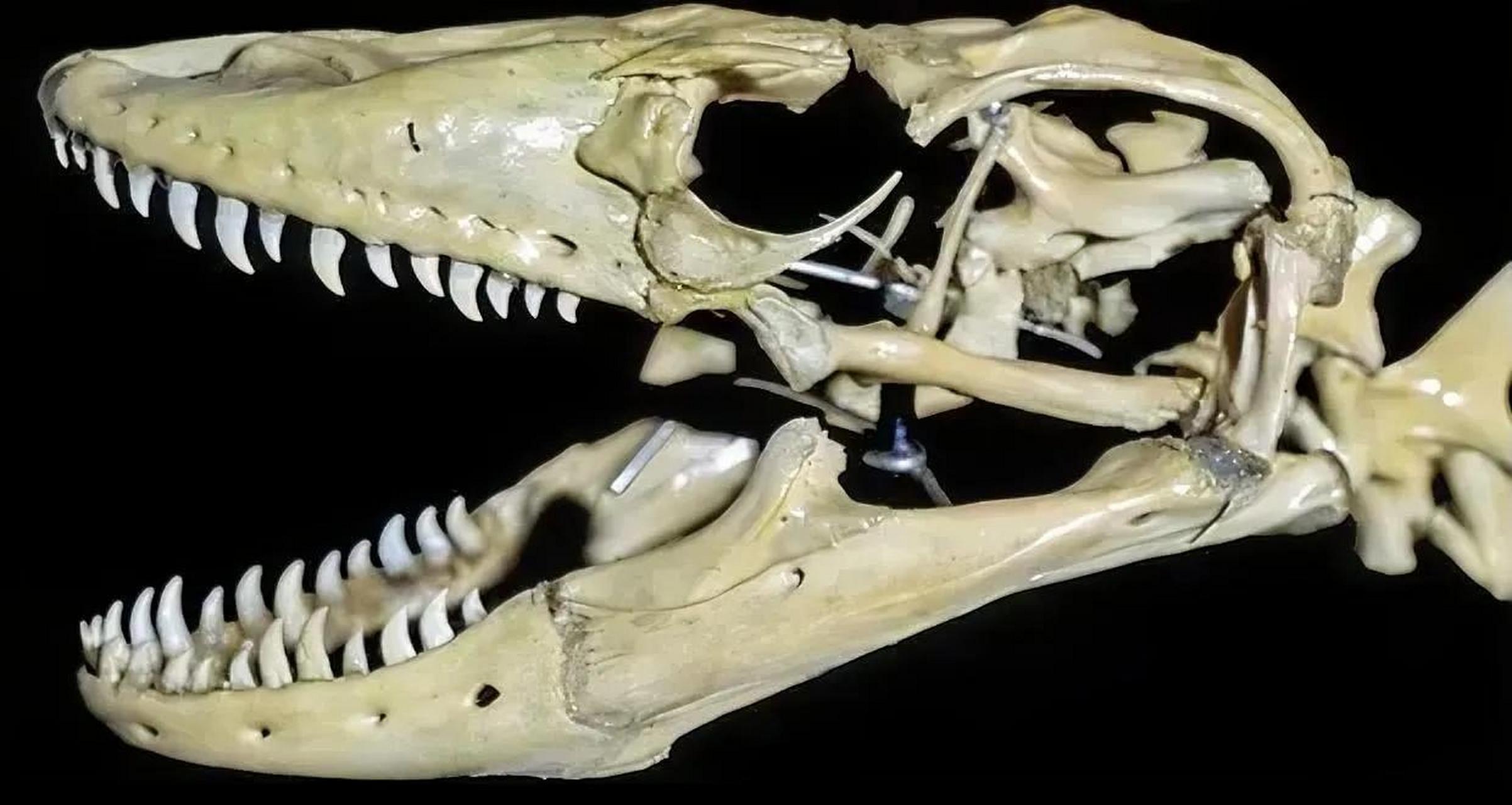 科莫多巨蜥有一口锋利的牙齿,大多数人可能不知道,科莫多巨蜥有60颗