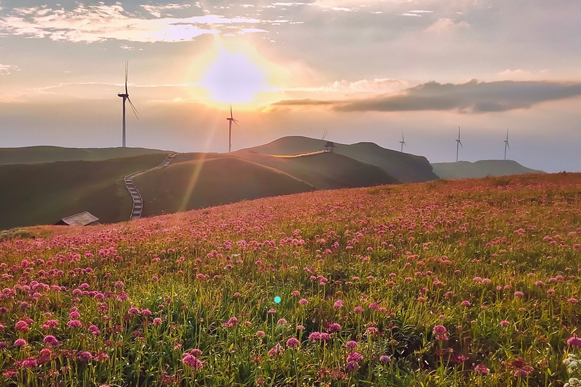 【贵州赫章:万亩韭菜花竞相绽放】近日,贵州省毕节市赫章县韭菜坪景区